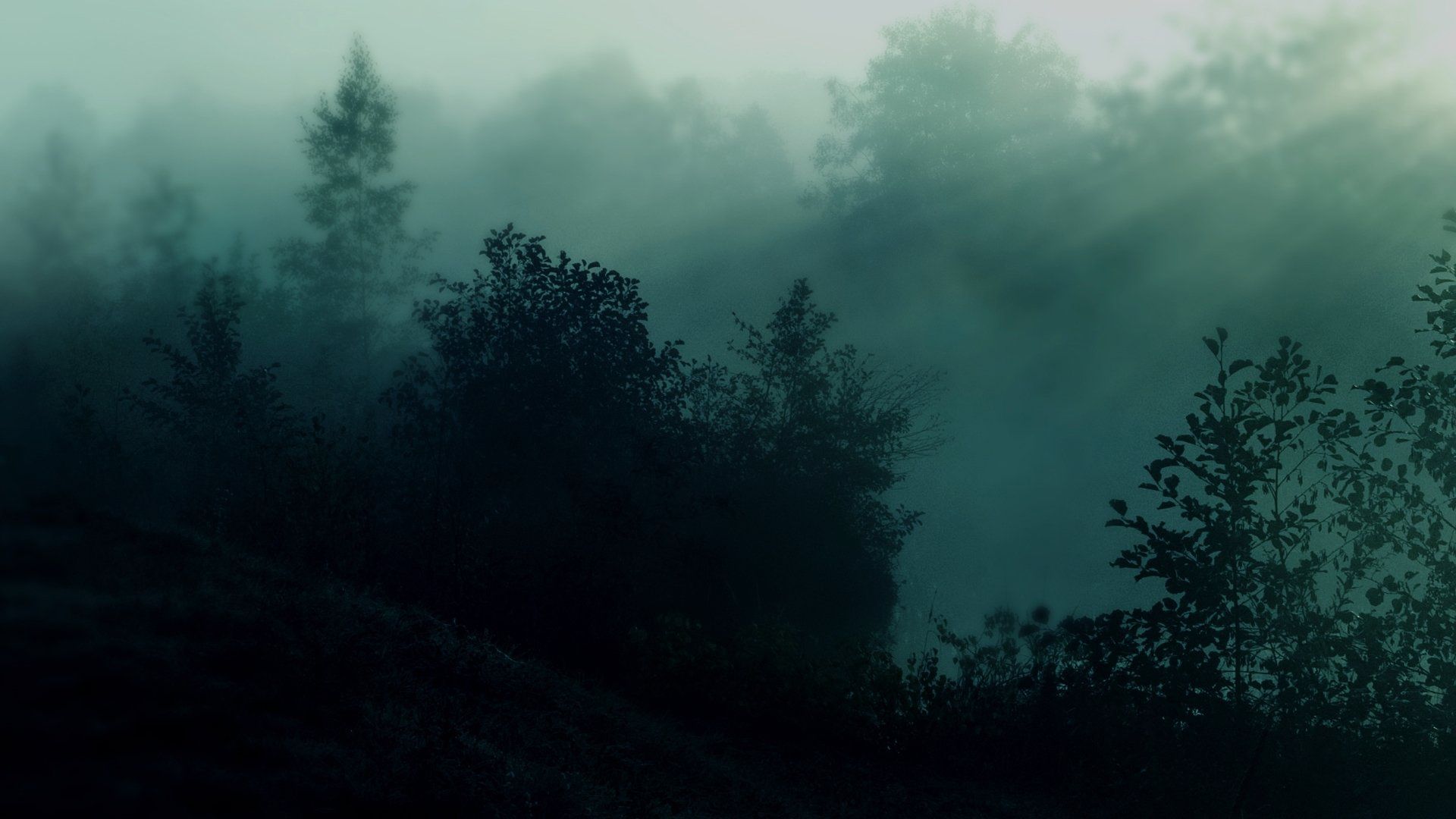 Nebelwald, Bäume, Nebel, Dunkelgrün, Mystisch, Full HD, Desktop-Hintergrund für Windows