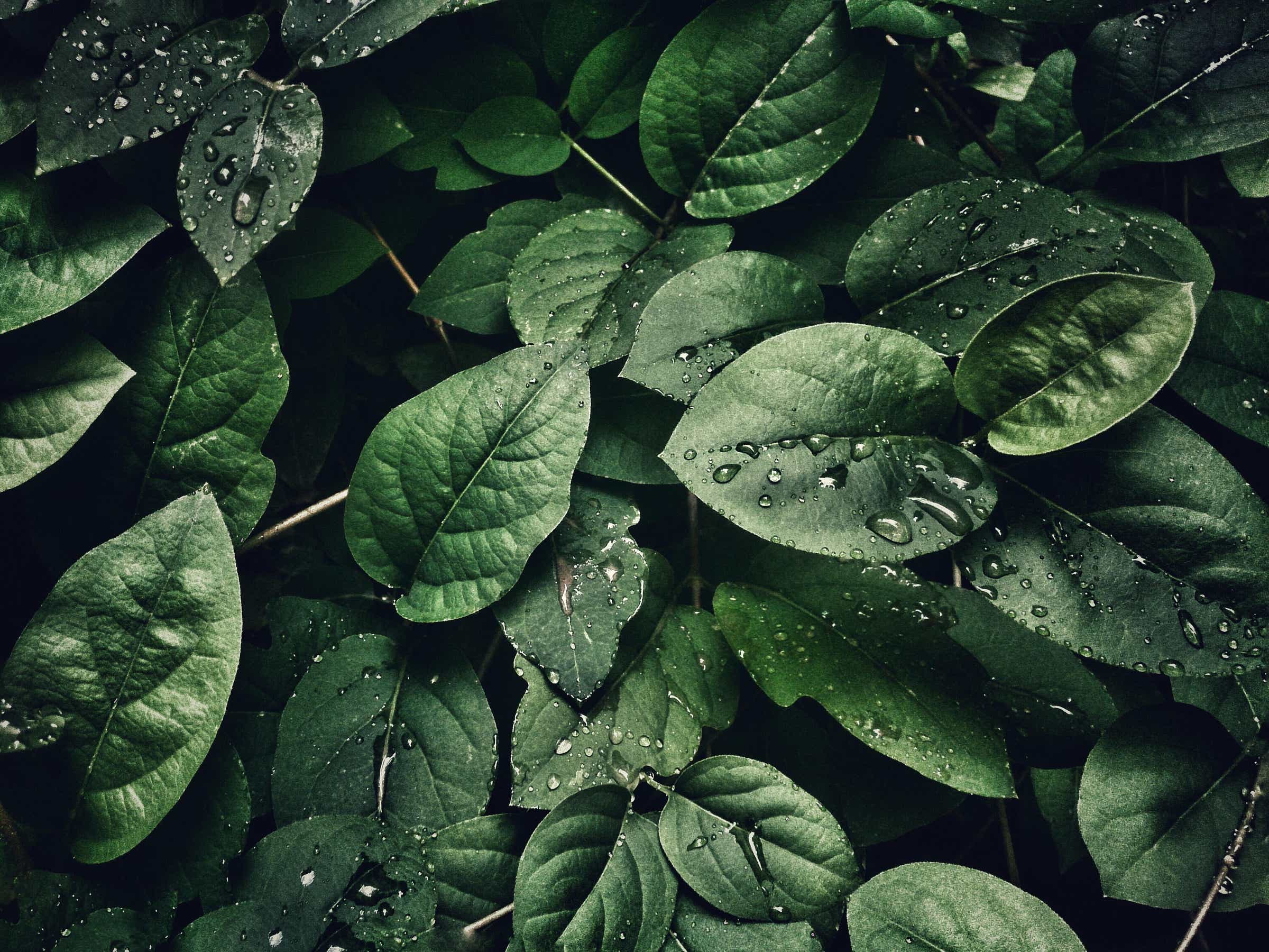 Laub, Wassertropfen, Dunkelgrün, Pflanzen, Draufsicht, Full HD, Hintergrundbild fürs Tablet
