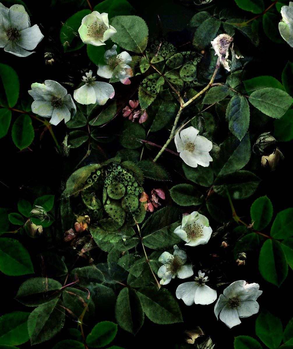 Weiße Blüten, Blätter, Dunkelgrün, Botanisch, Hochformat, Hintergrundbild fürs Tablet