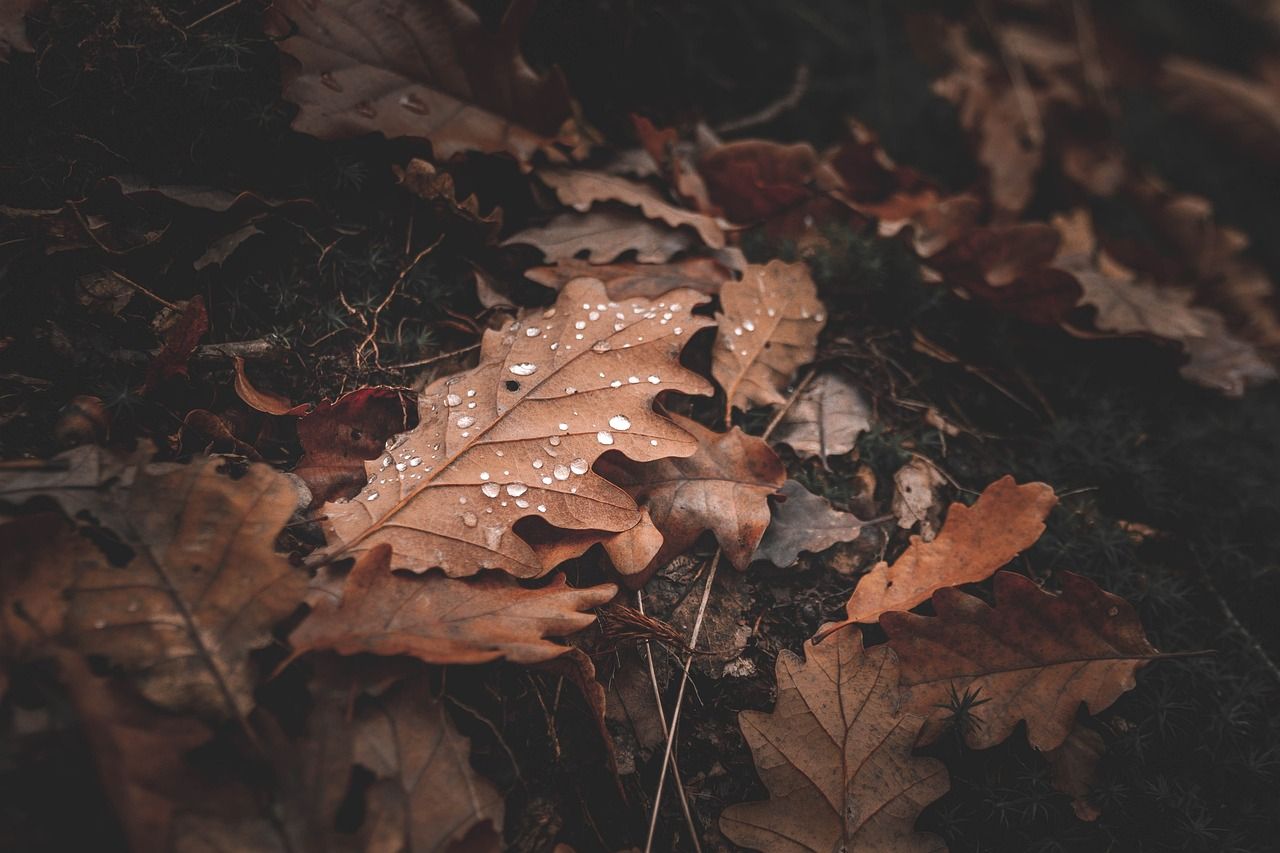 Herbstlaub, Eichenblätter, Tautropfen, Braun, Waldboden, Moody, HD, Desktop-Hintergrund