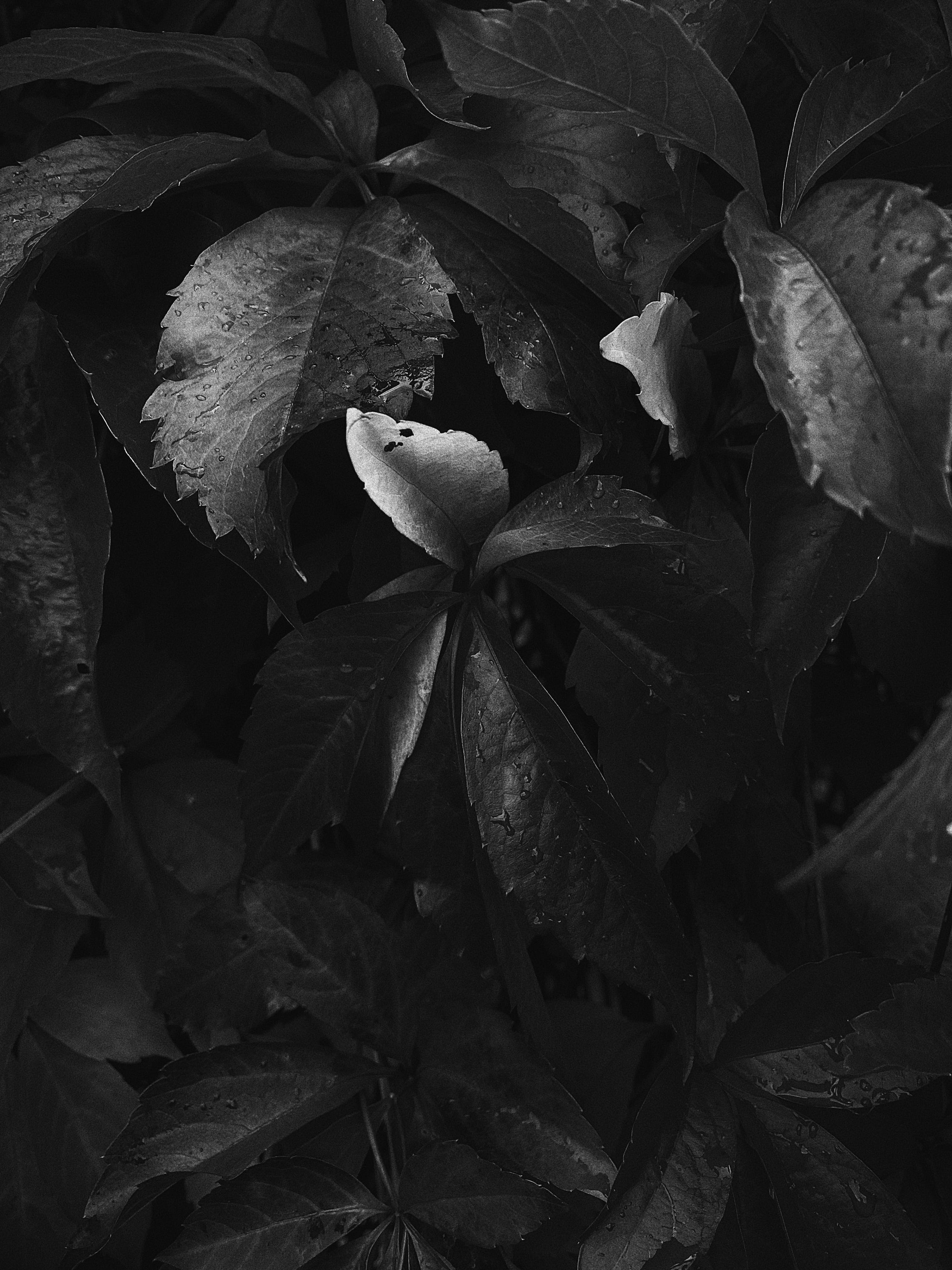 Blätter, Schwarzweiß, Dunkel, Pflanze, Hochformat, QHD+, Hintergrundbild fürs Tablet