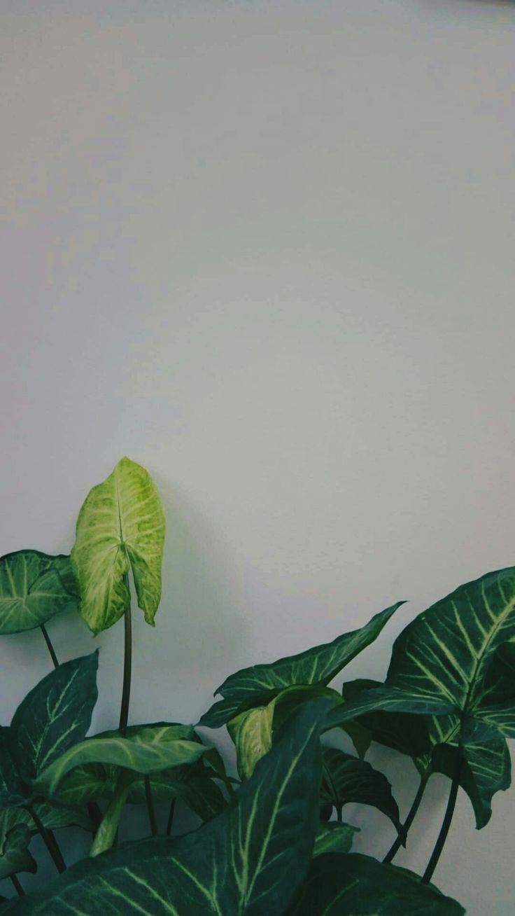 Zimmerpflanze, Weiße Wand, Grün, Minimalistisch, Hochformat, Hintergrundbild fürs Handy