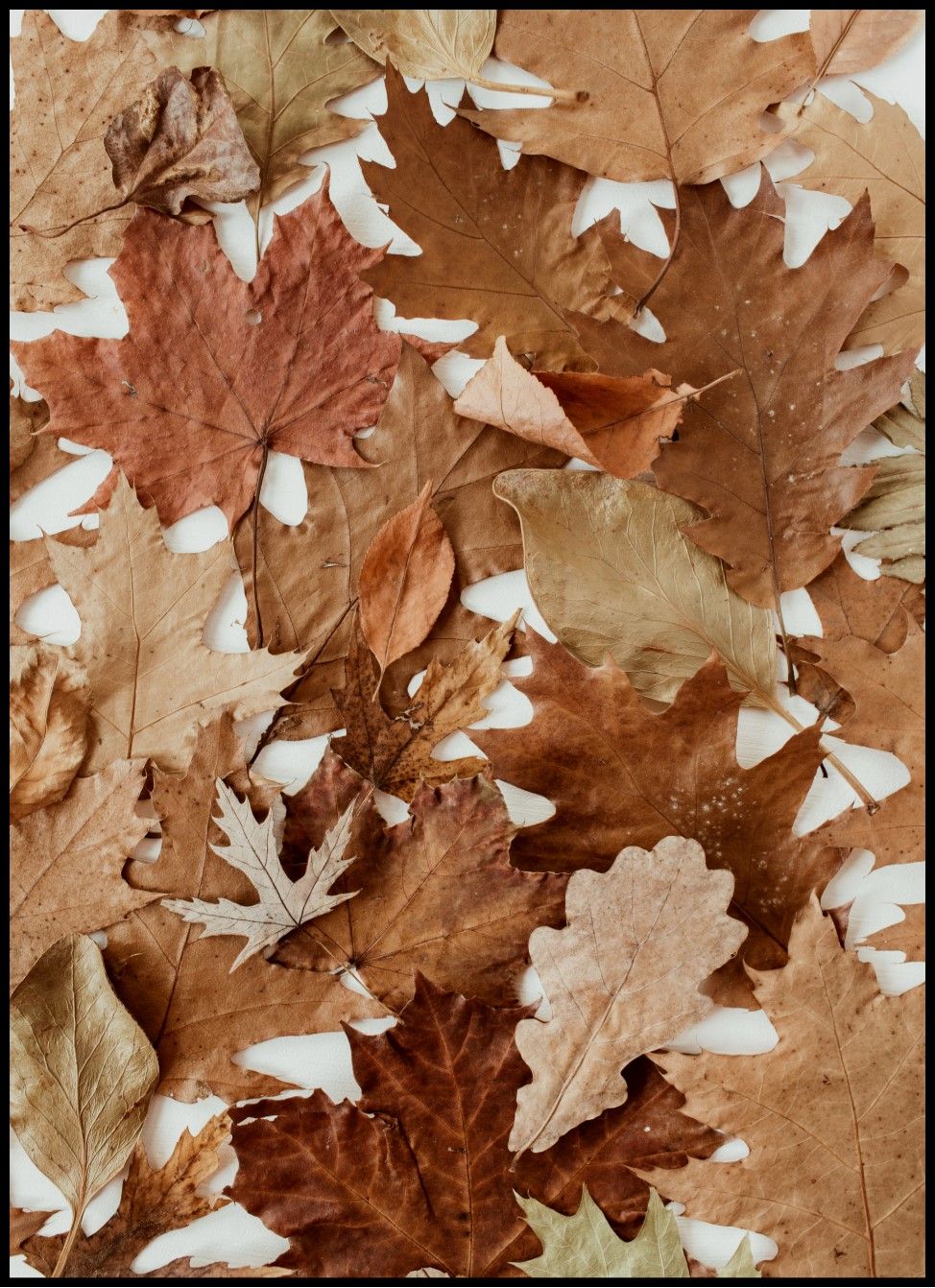 Eichenblätter, Getrocknete Blätter, Braun, Herbst, Muster, HD, Tablet-Hintergrund