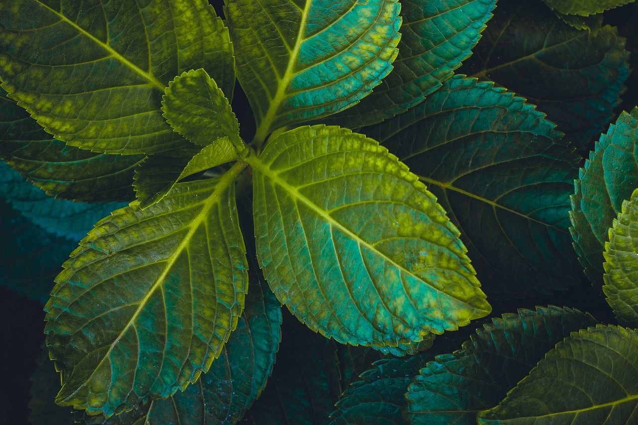Blätter, Blattadern, Grün, Nahaufnahme, Natur, HD, Hintergrund für den Desktop