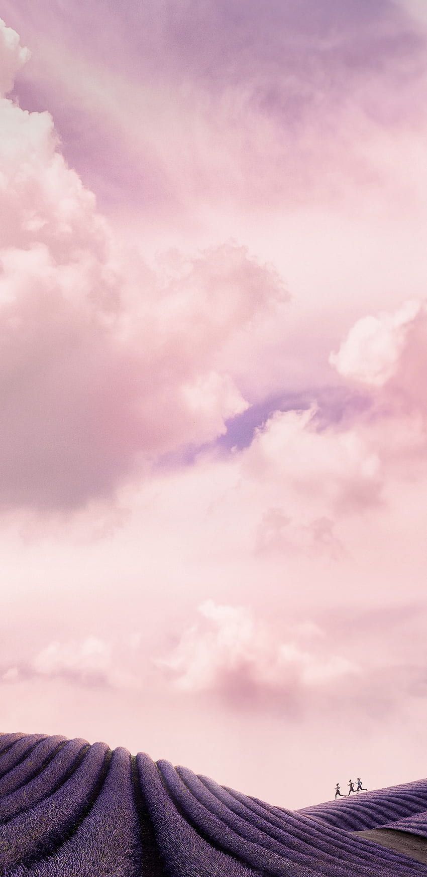 Rosa Wolken, Lavendelfeld, Pastellhimmel, Verträumt, HD, Hintergrundbild fürs Handy
