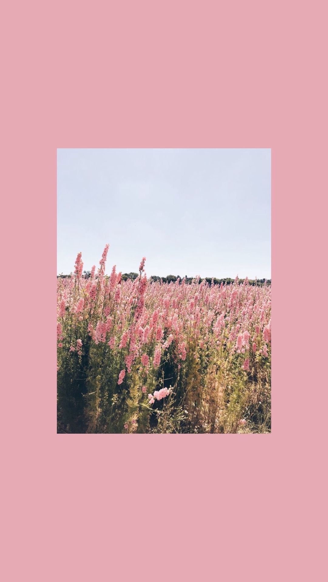 Wiese, Foto im Rahmen, Rosa, Minimalismus, Full HD, Hintergrundbild fürs Handy