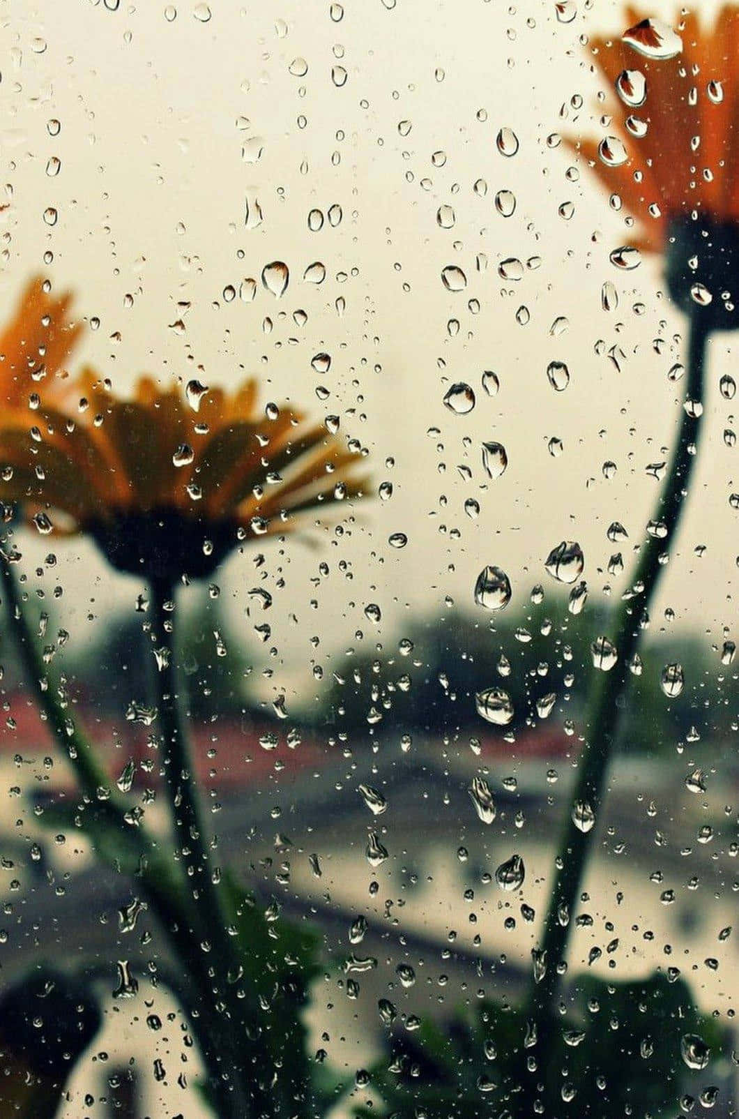 Regentropfen, Orange Blumen, Ringelblumen, Fensterscheibe, Bokeh, Sperrbildschirm fürs iPhone