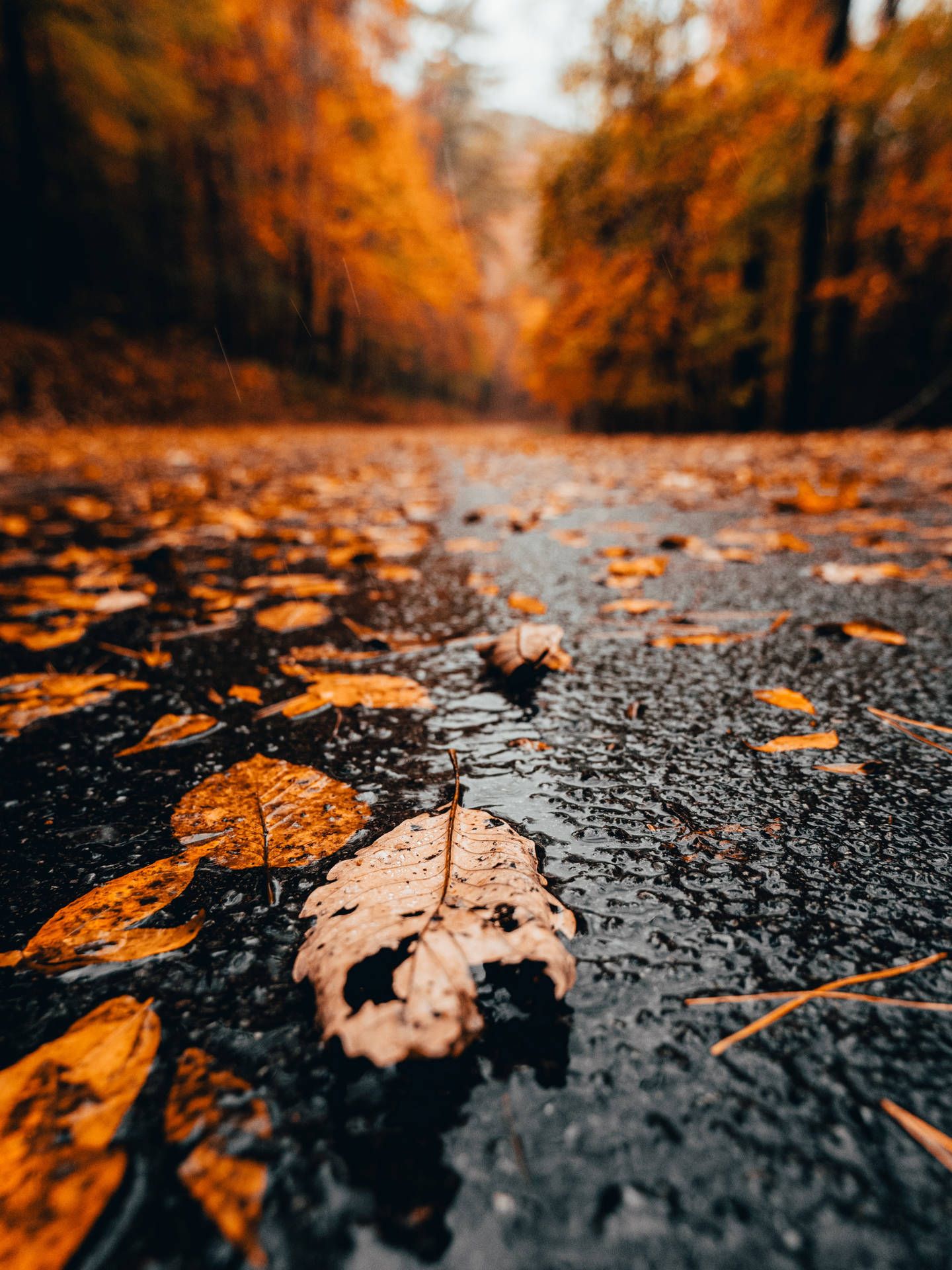 Herbstlaub, Nasse Straße, Waldweg, Herbst, Orange, QHD+, Hintergrundbild fürs Tablet