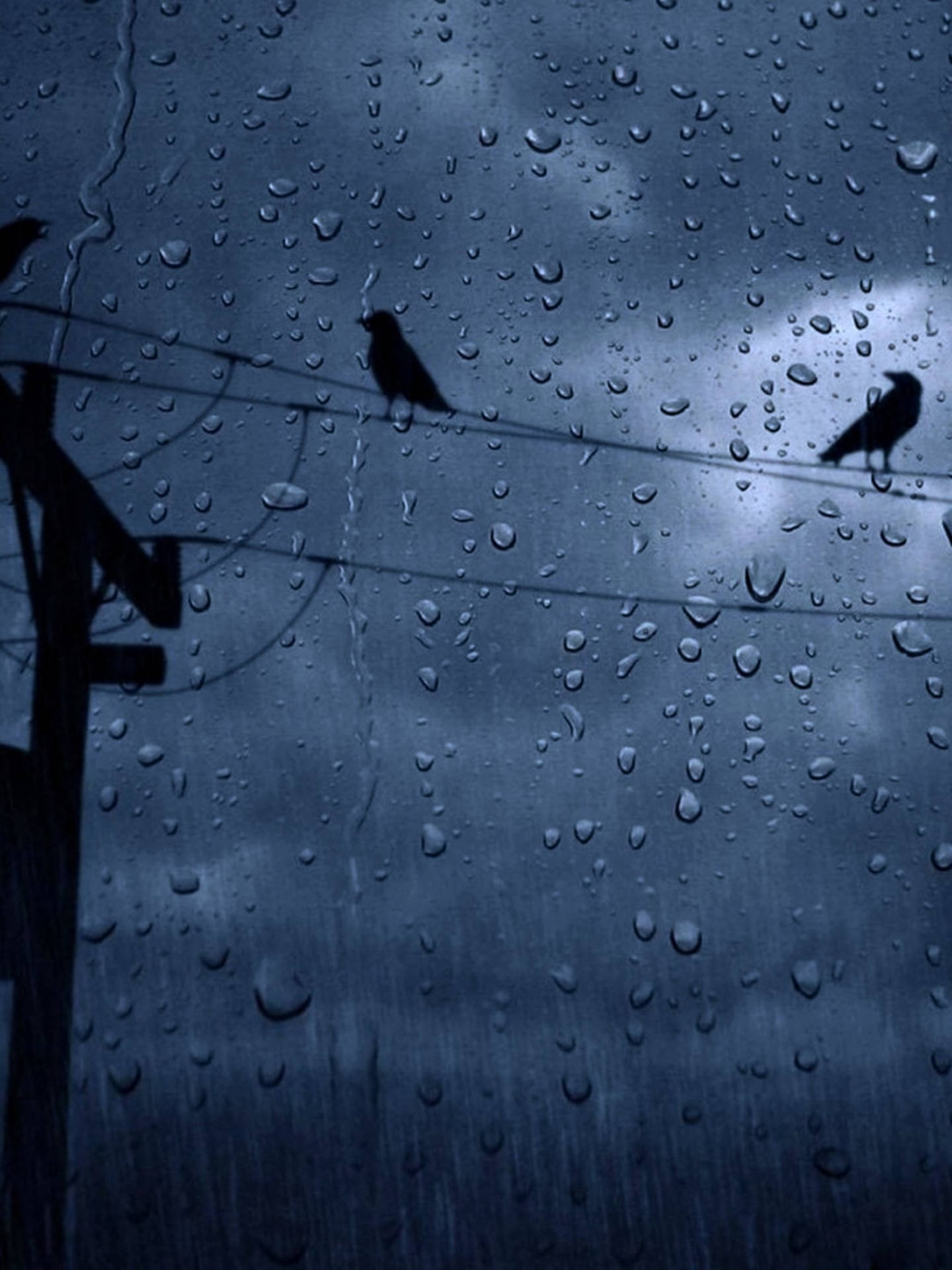 Vögel, Stromleitung, Gewitterwolken, Regenschauer, Dunkelblau, QHD+, Tablet-Hintergrund