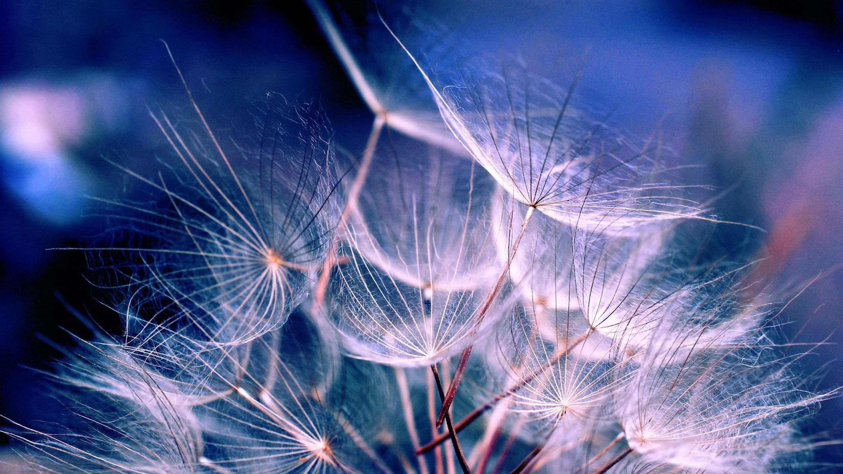 Pusteblume, Makro, Blauer Hintergrund, Natur, 2K Wallpaper