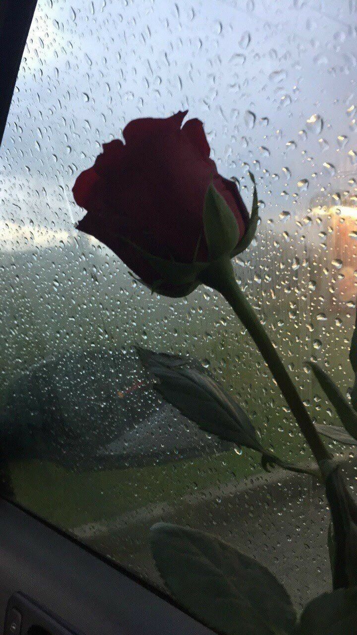 Rote Rose, Regentropfen, Fensterscheibe, Melancholie, HD, Hintergrundbild fürs Handy