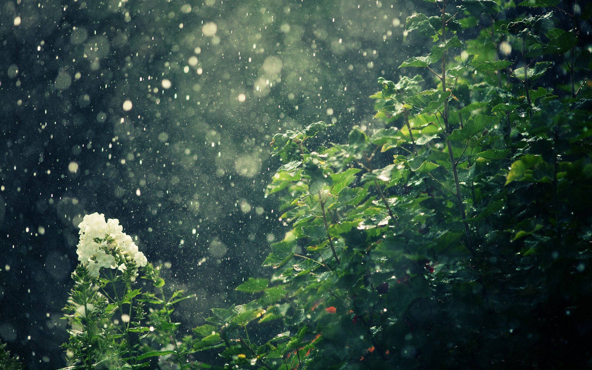 Regenschauer, Grüne Blätter, Weiße Blüte, Bokeh, Garten, Full HD, MacBook-Hintergrundbild