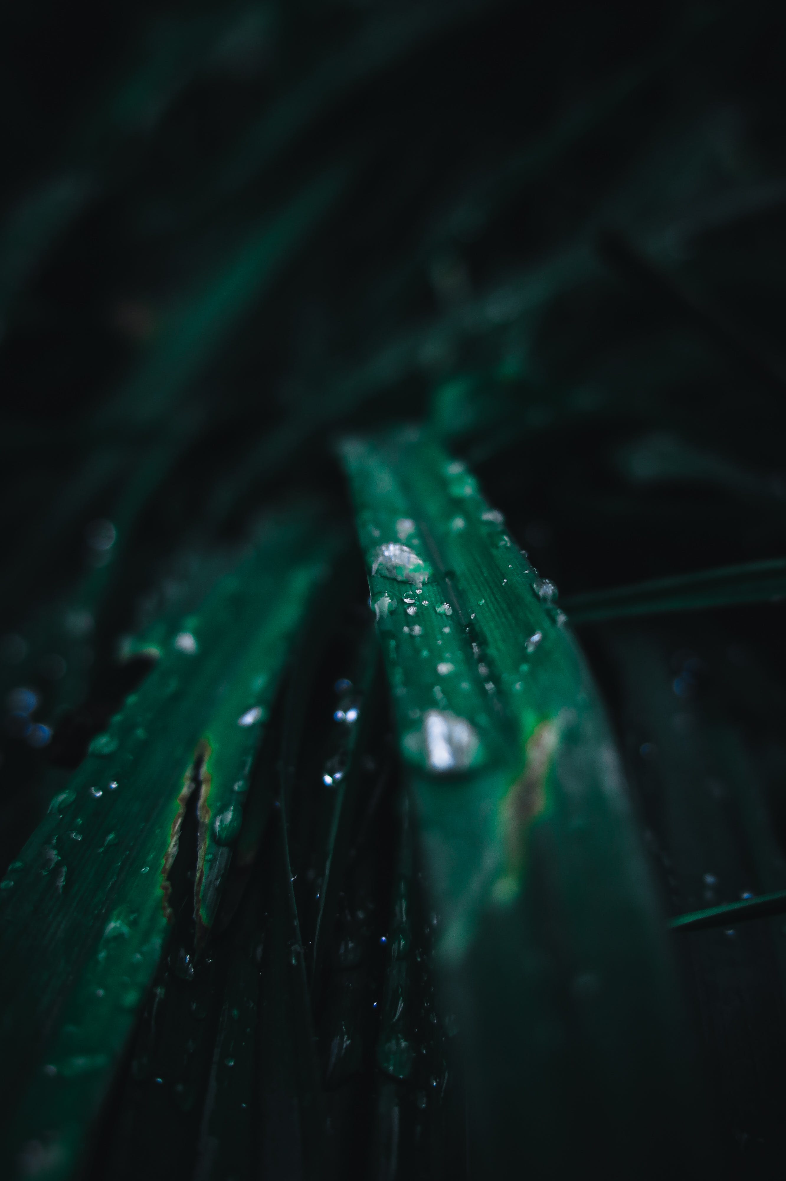 Grünes Blatt, Wassertropfen, Nahaufnahme, Dunkelgrün, QHD+, Handy-Hintergrund im Hochformat