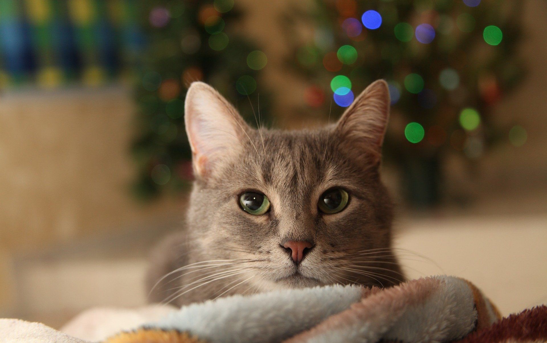Getigerte Katze, Weihnachtsbaum, Bokeh, Gemütlich, Full HD, Desktop-Hintergrund für Windows