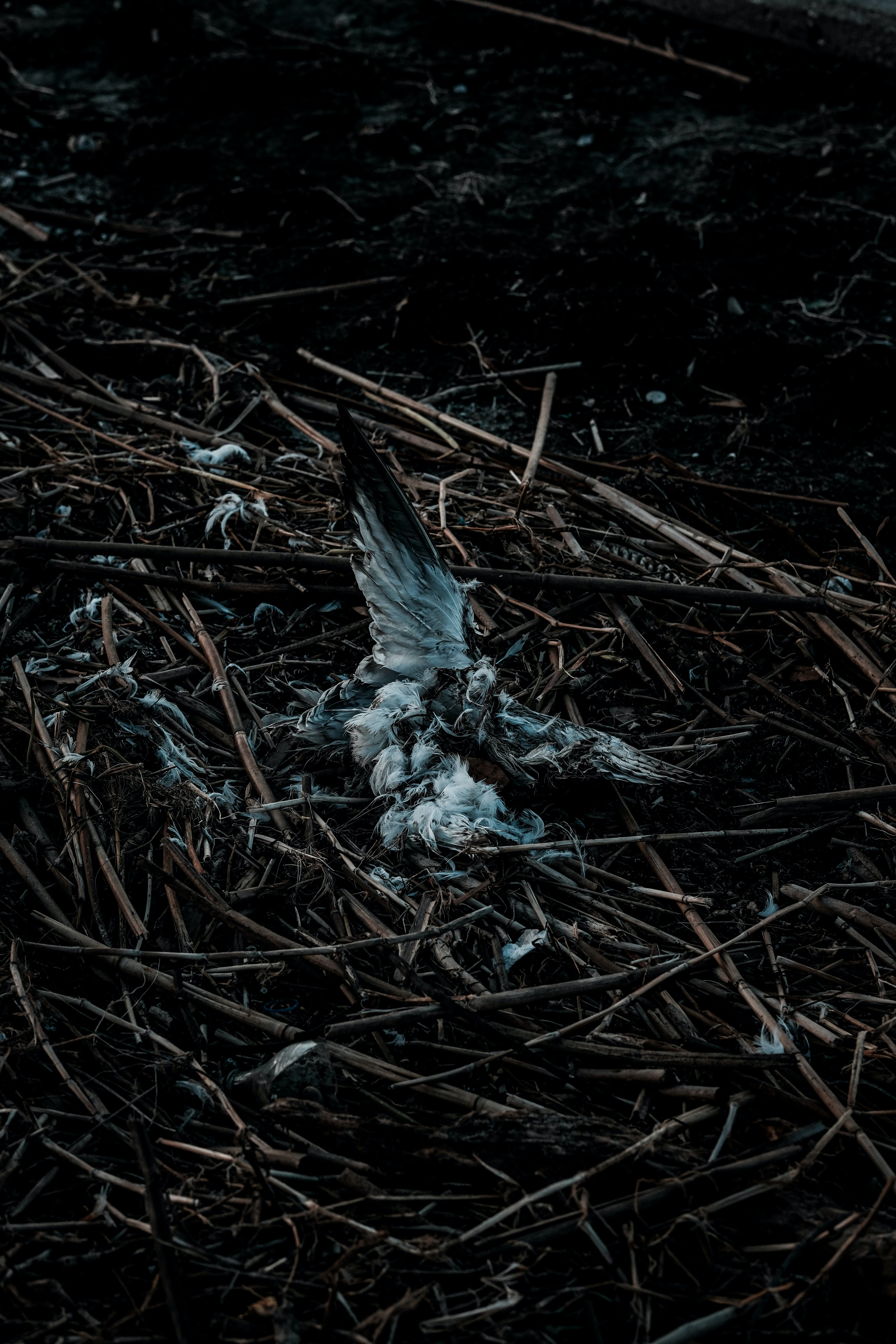 Vogel, Nest, Dunkel, Zweige, QHD+, Hintergrundbild fürs Handy