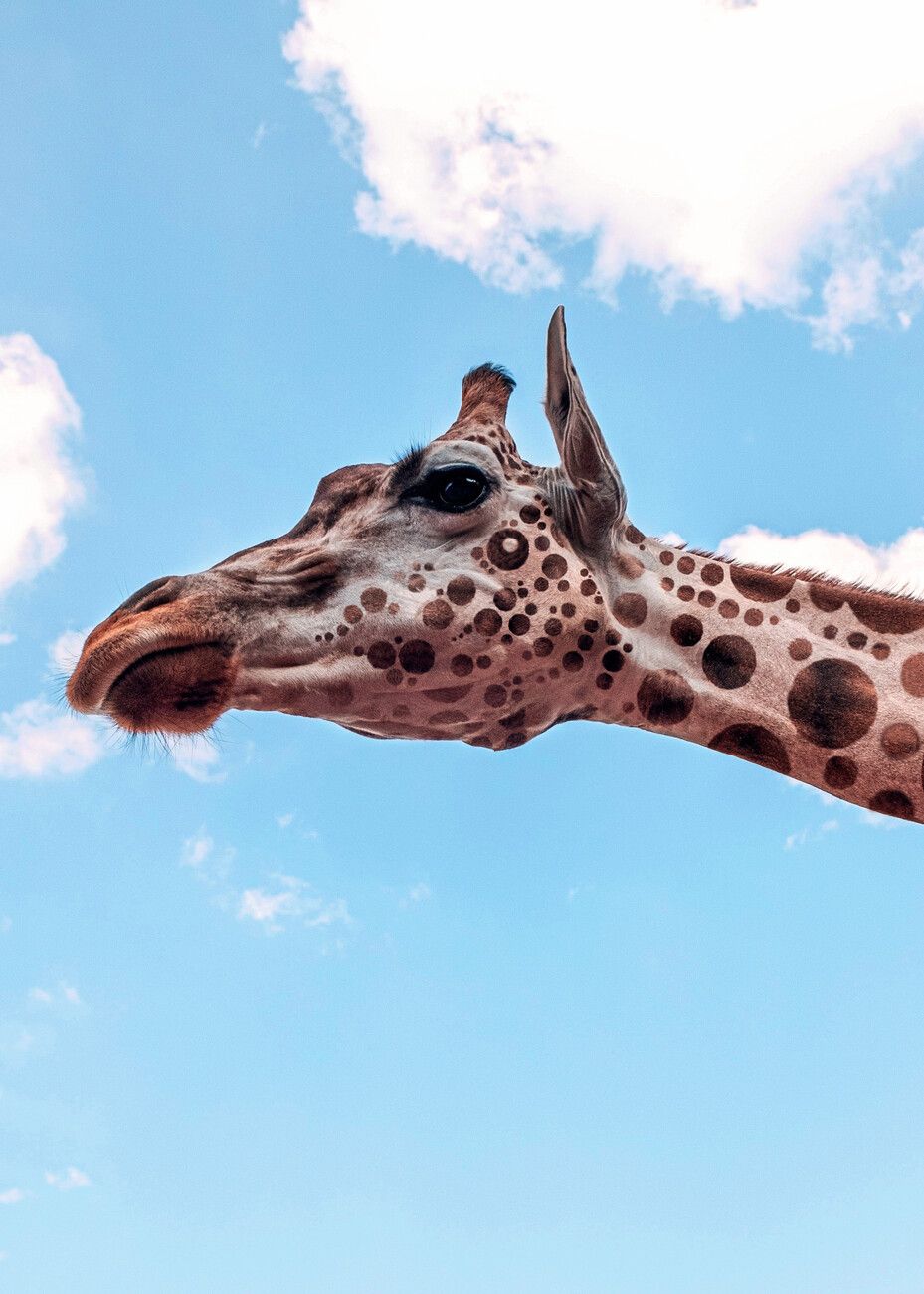 Giraffe, Blauer Himmel, Wolken, Kopf, HD, Hintergrundbild fürs Tablet
