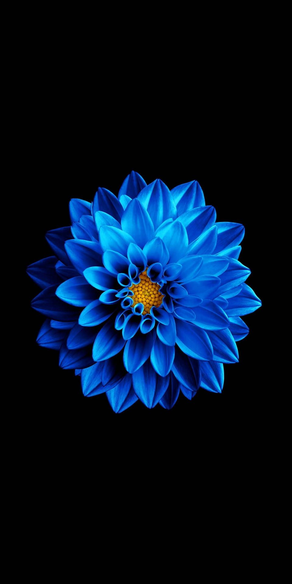Blaue Dahlie, Blume, Schwarzer Hintergrund, HD, Sperrbildschirm fürs iPhone
