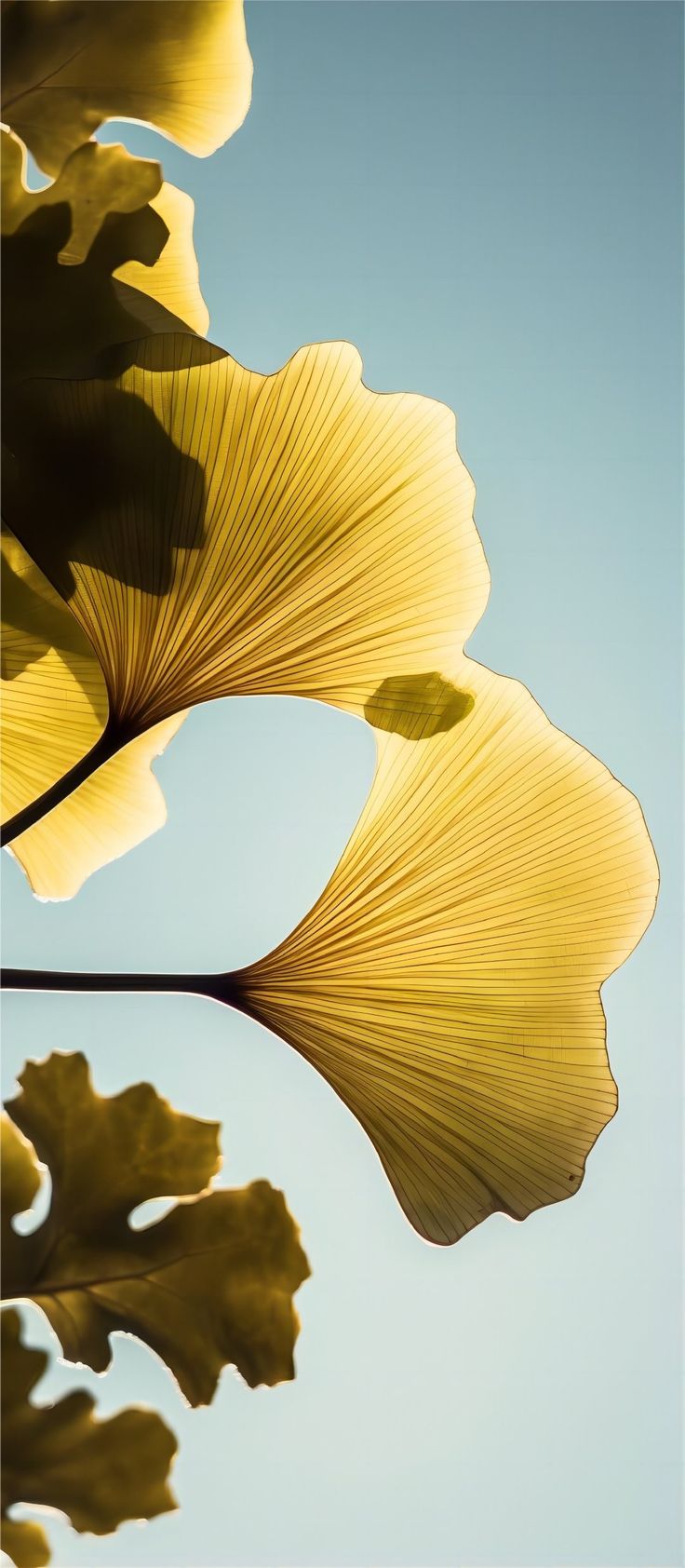 Ginkgoblätter, Gelb, Zweig, Pflanze, HD, Handy-Hintergrund im Hochformat