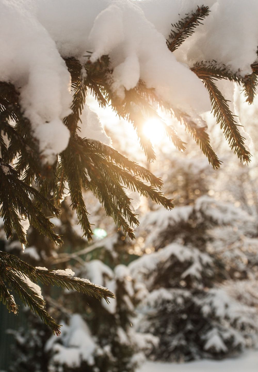 Tannenzweige, Schnee, Sonnenlicht, Nahaufnahme, Goldene Töne, Hintergrundbild fürs iPad