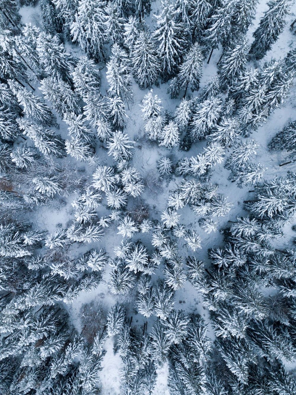 Verschneite Tannen, Vogelperspektive, Drohnenaufnahme, Muster, Weiß und Grün, Tablet-Hintergrundbild