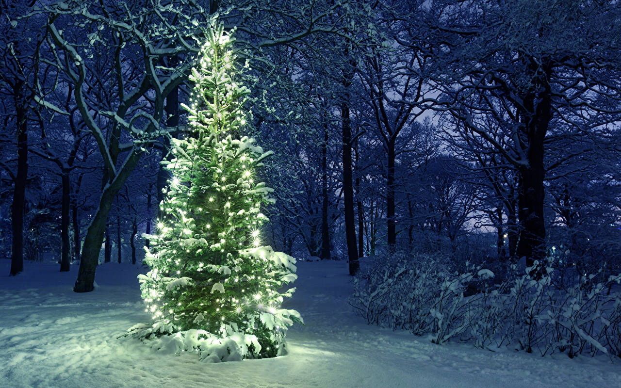 Weihnachtsbaum, Lichterkette, Nachtwald, Schnee, Blau und Grün, HD, Breitbild-Hintergrundbild