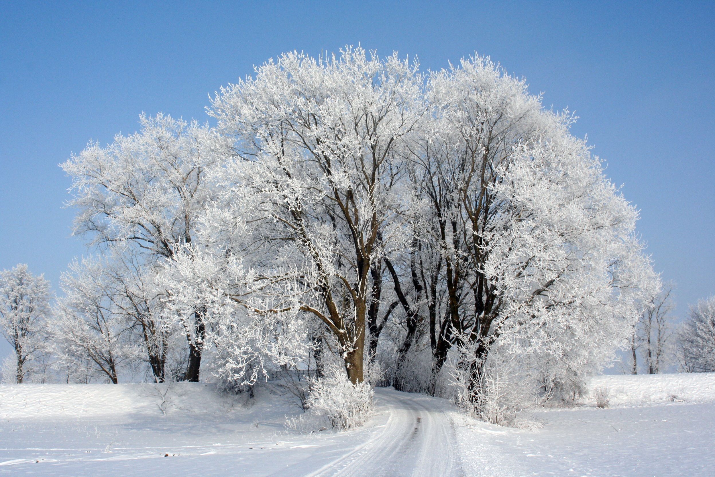 Raureif, Laubbäume, Feldweg, Blauer Himmel, Sonnig, Full HD, Desktop-Hintergrund für Windows