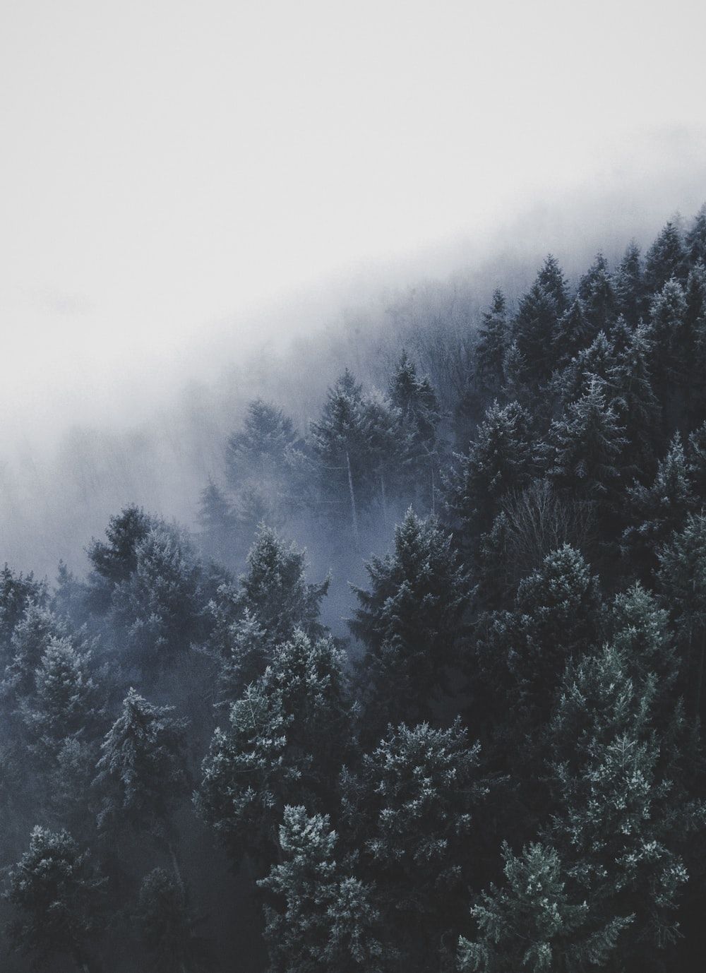 Nebel, Nadelwald, Berghang, Grau, Stimmungsvoll, HD, iPad-Hintergrundbild