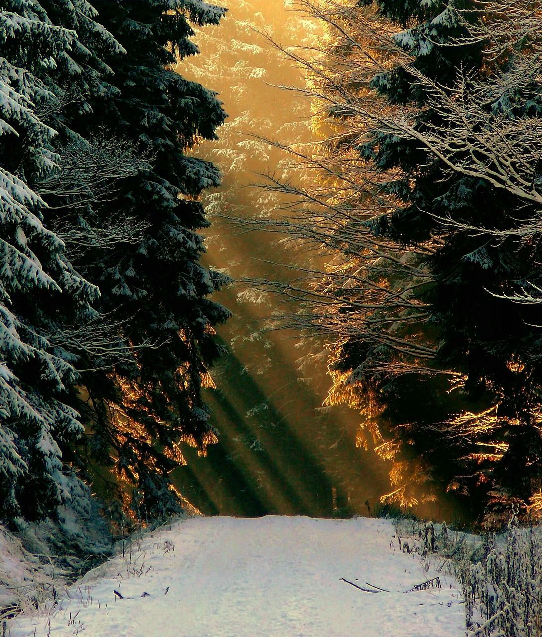 Waldweg, Sonnenstrahlen, Tannen, Goldenes Licht, Gegenlicht, Hintergrundbild fürs Tablet