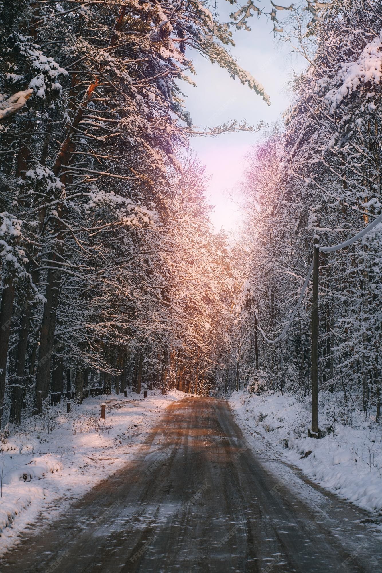 Waldstraße, Verschneite Bäume, Dämmerung, Rosa Himmel, Kiefern, Full HD, iPad-Hintergrundbild
