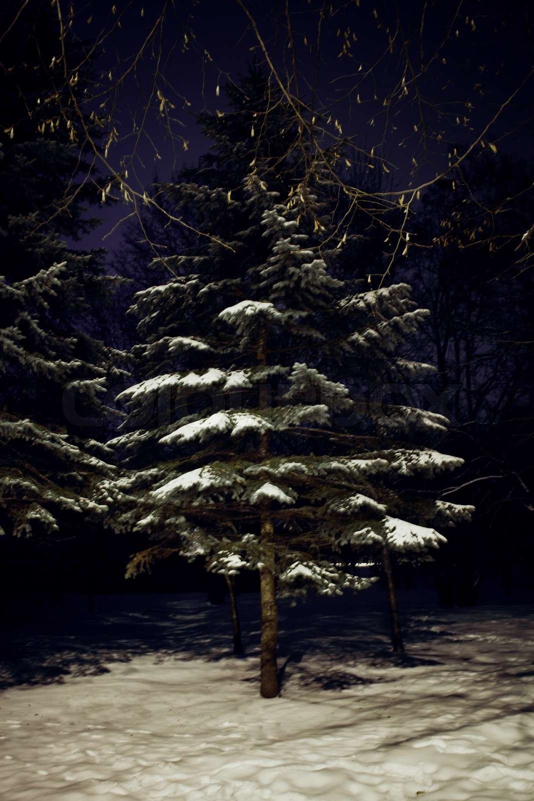 Tanne, Schnee, Nacht, Dunkler Hintergrund, Blitzlicht, HD Wallpaper