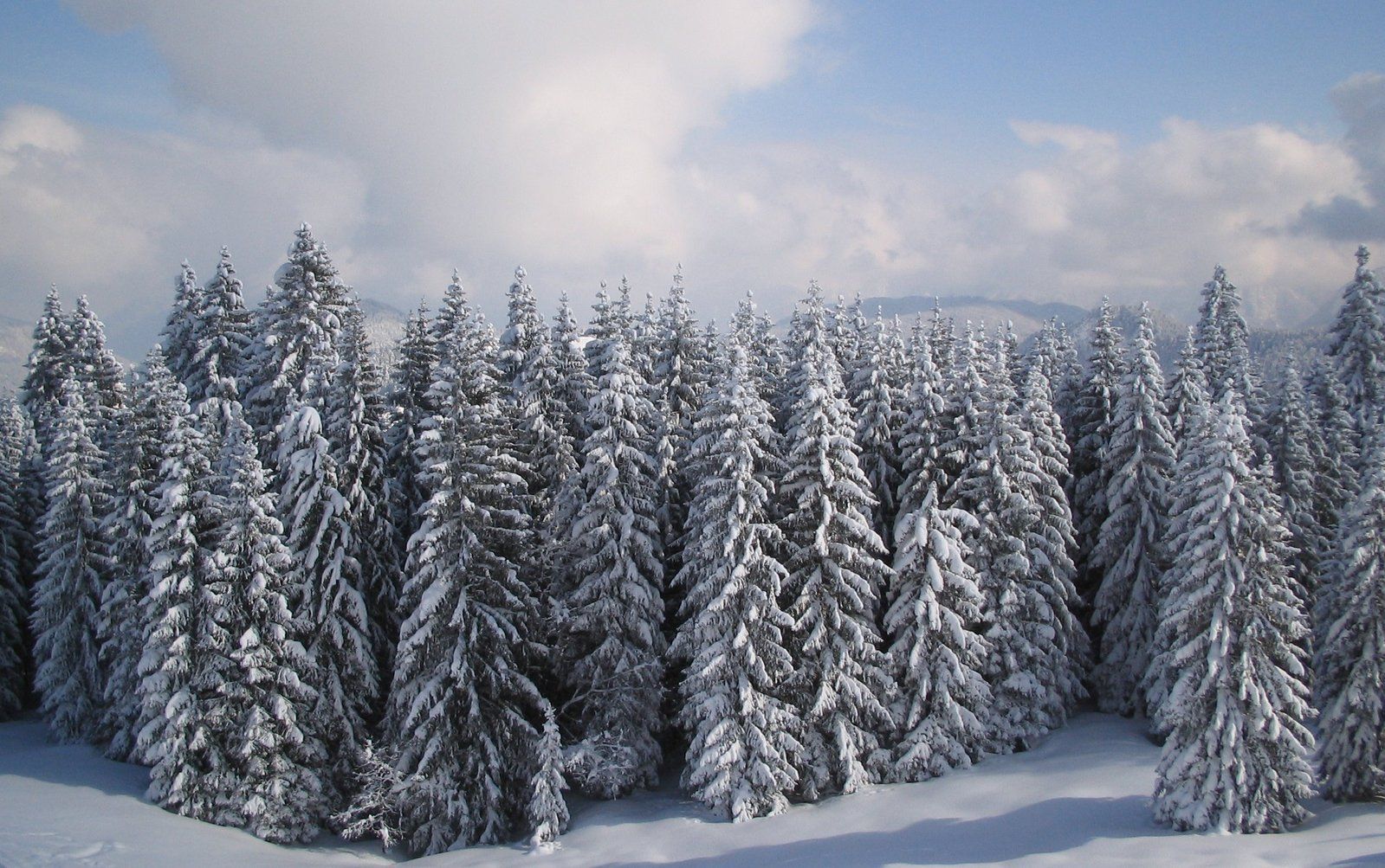 Verschneiter Nadelwald, Wolkenhimmel, Tannen, Panorama, Grau, HD, PC-Hintergrundbild