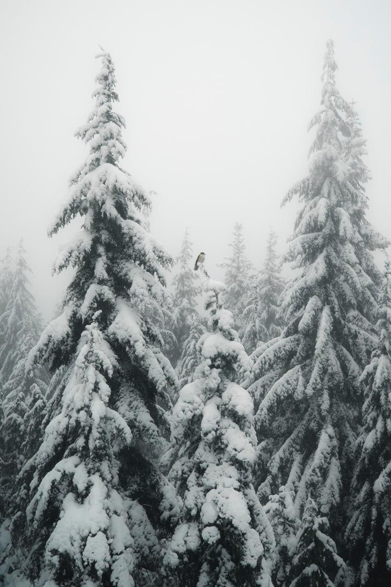 Verschneite Tannen, Nebel, Grau, Minimalismus, Ruhe, HD, Handy-Hintergrund im Hochformat
