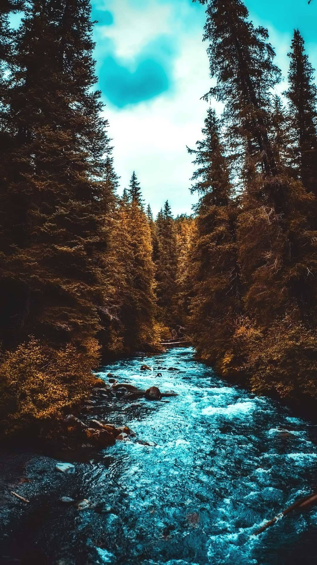 Bergbach, Kiefern, Türkises Wasser, Herbstlich, Froschperspektive, Android-Hintergrundbild
