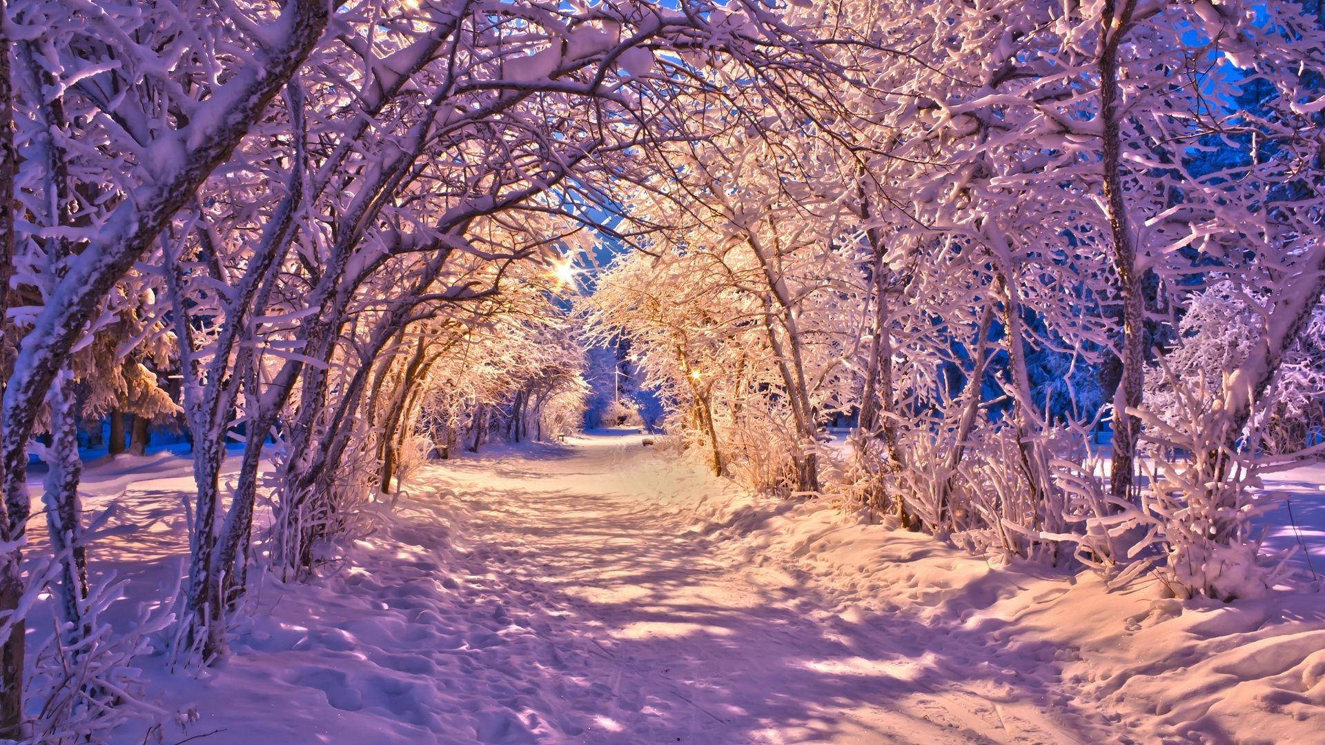 Baumtunnel, Verschneite Allee, Sonnenlicht, Lila und Orange, Schneeweg, Full-HD-Hintergrundbild für PC