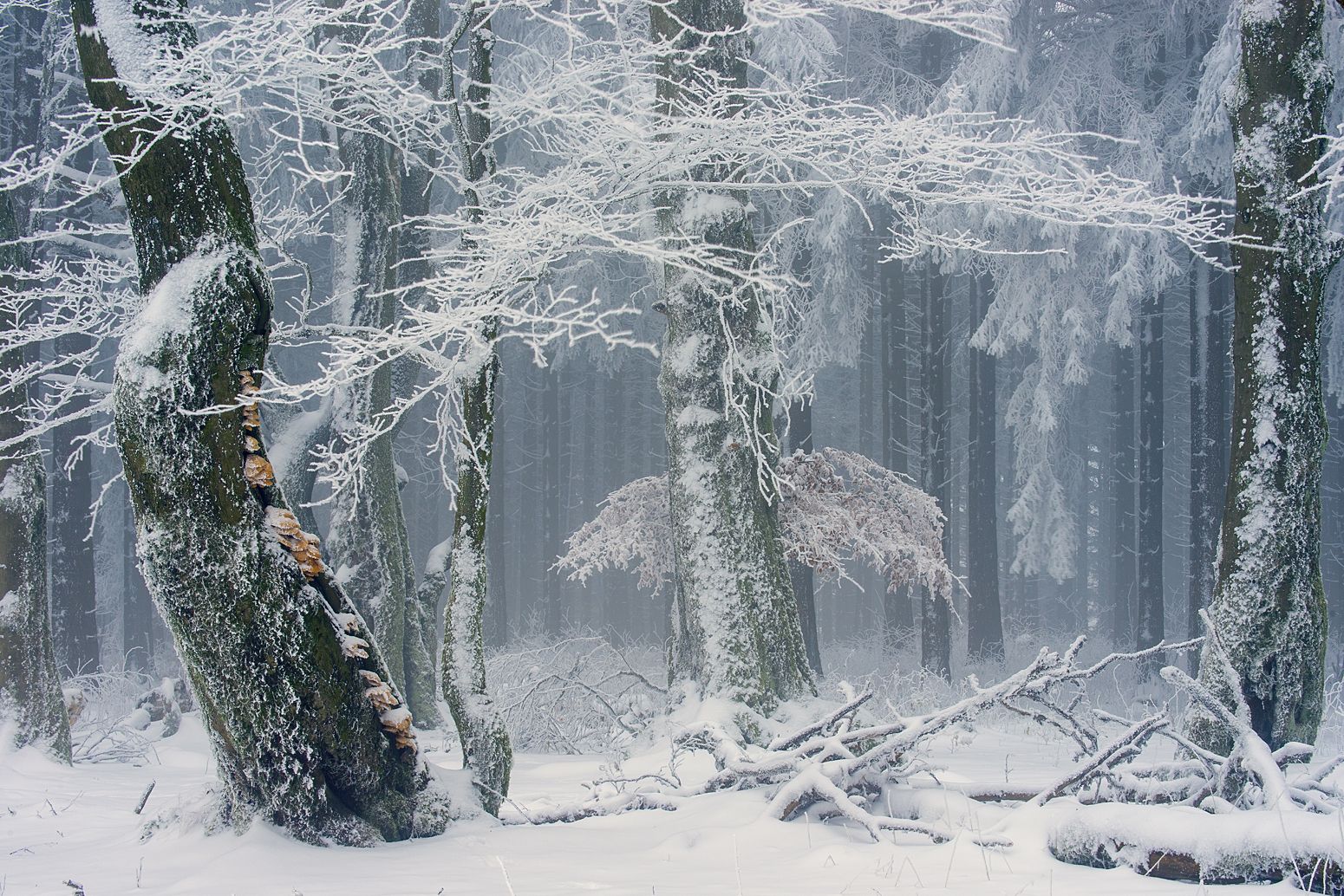 Buchenwald, Raureif, Baumpilze, Nebel, Schnee, HD, Hintergrundbild für den PC