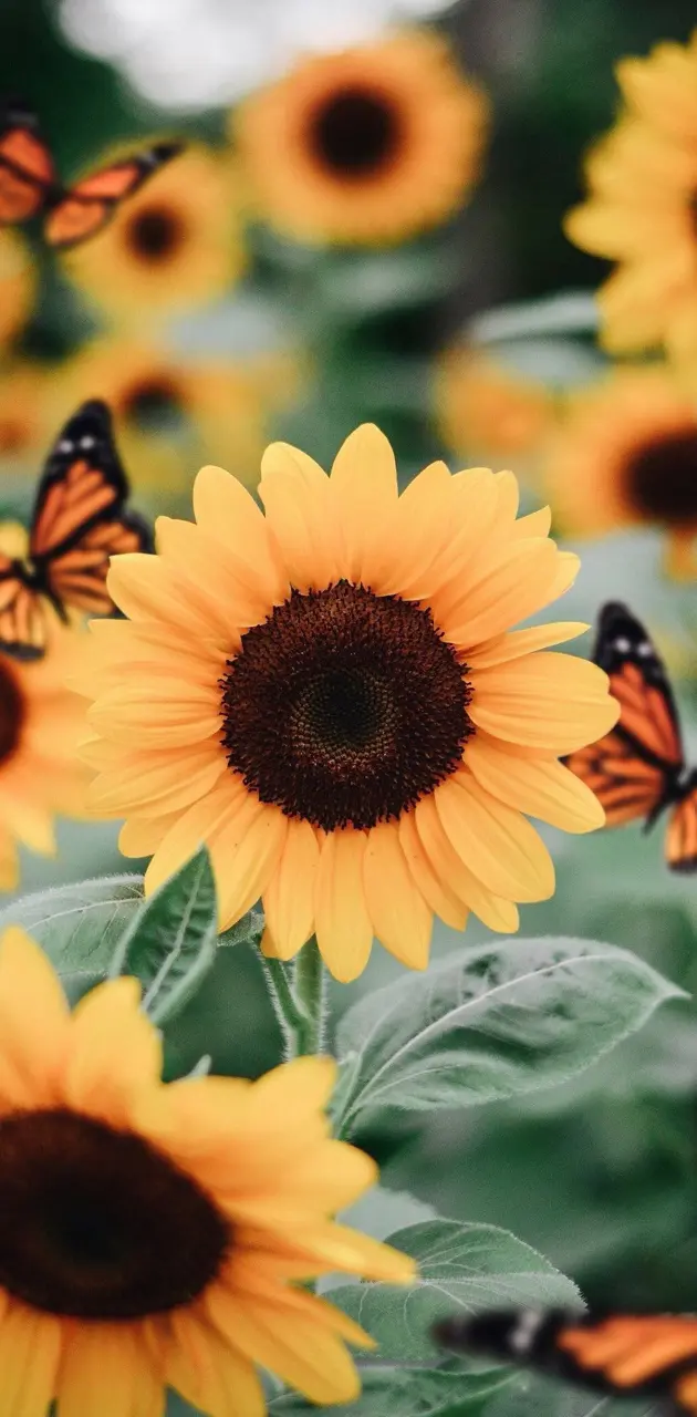 Sonnenblumen, Schmetterlinge, Nahaufnahme, Gelb, Natur, Hochformat, Hintergrundbild fürs Smartphone