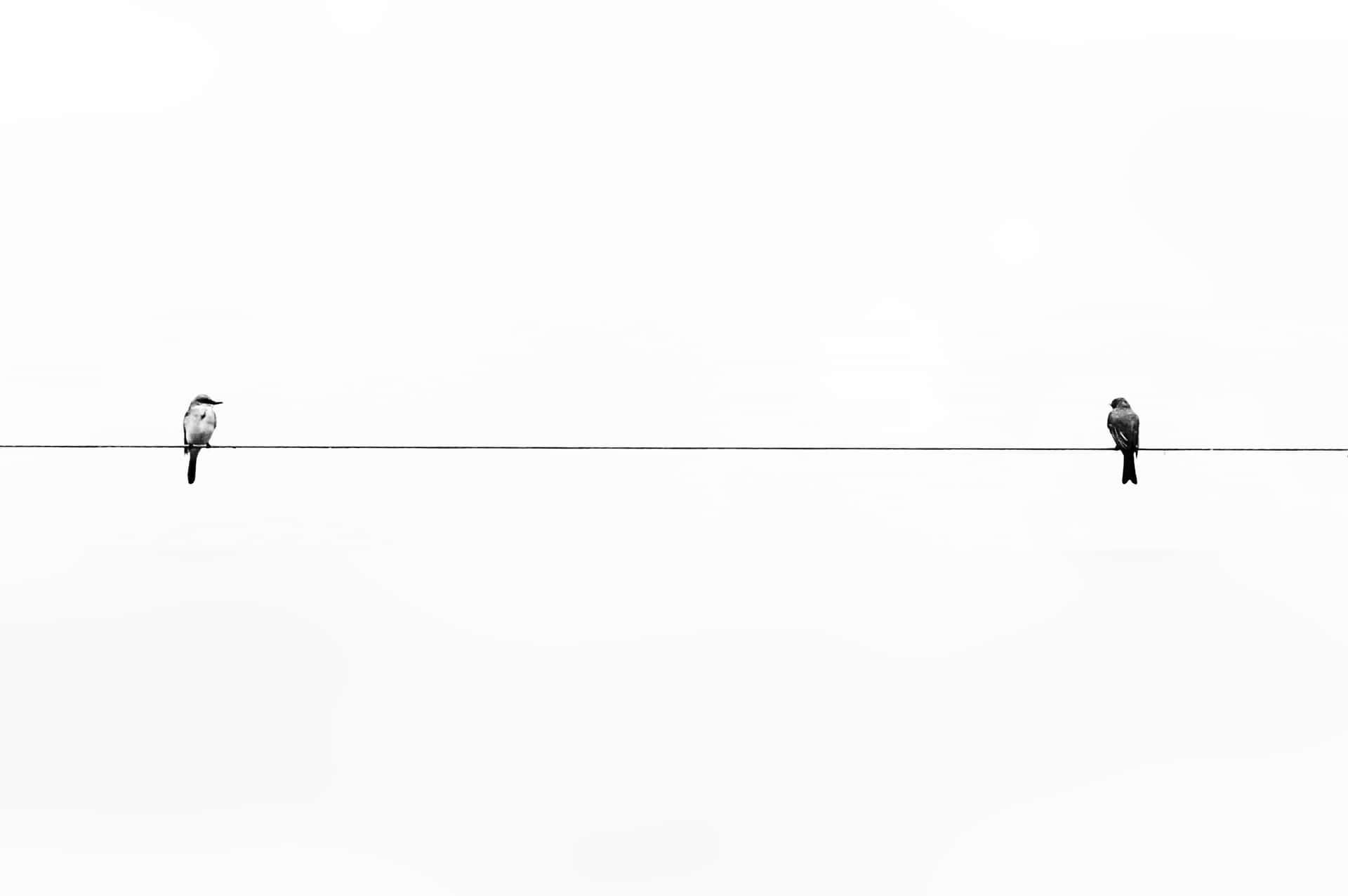 Vögel, Stromleitung, Weißer Himmel, Minimalistisch, Silhouetten, Full-HD-Hintergrundbild für PC