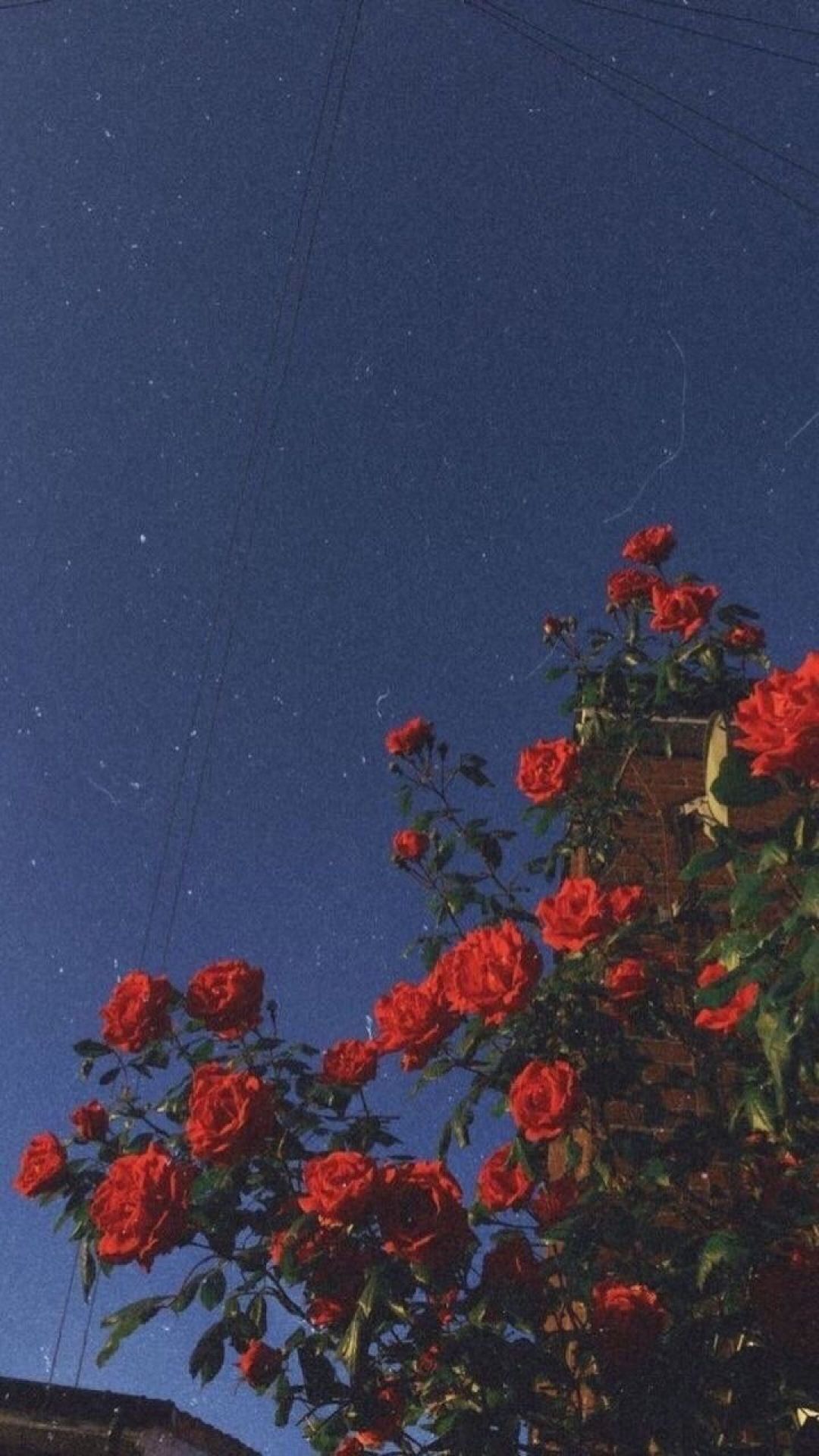 Rote Rosen, Nachthimmel, Sterne, Blumen, Hintergrundbild für iPhone und Android