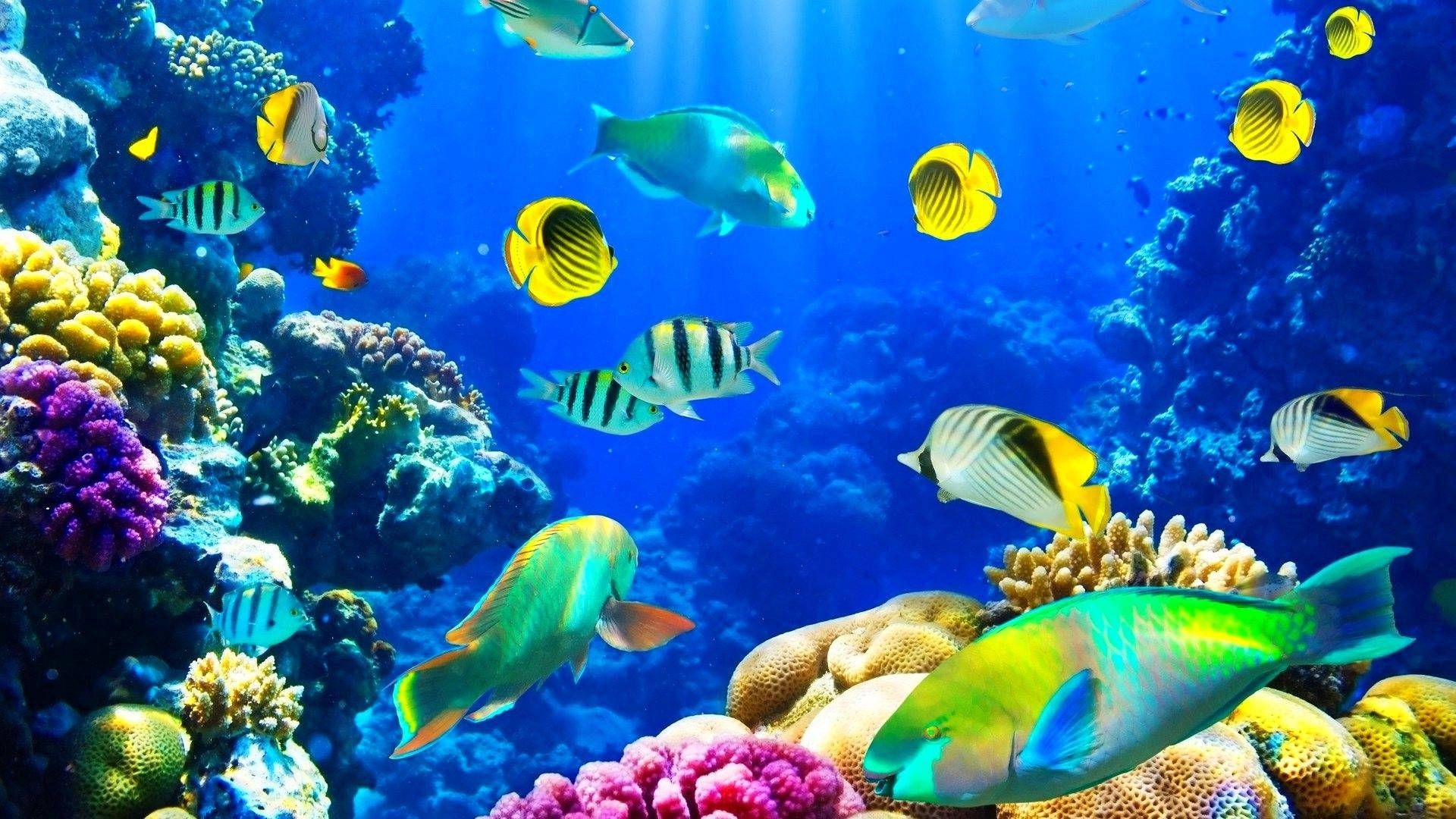 Korallenriff, Papageifisch, Falterfische, Tropische Fische, Kräftiges Blau, Full HD, Laptop-Hintergrundbild