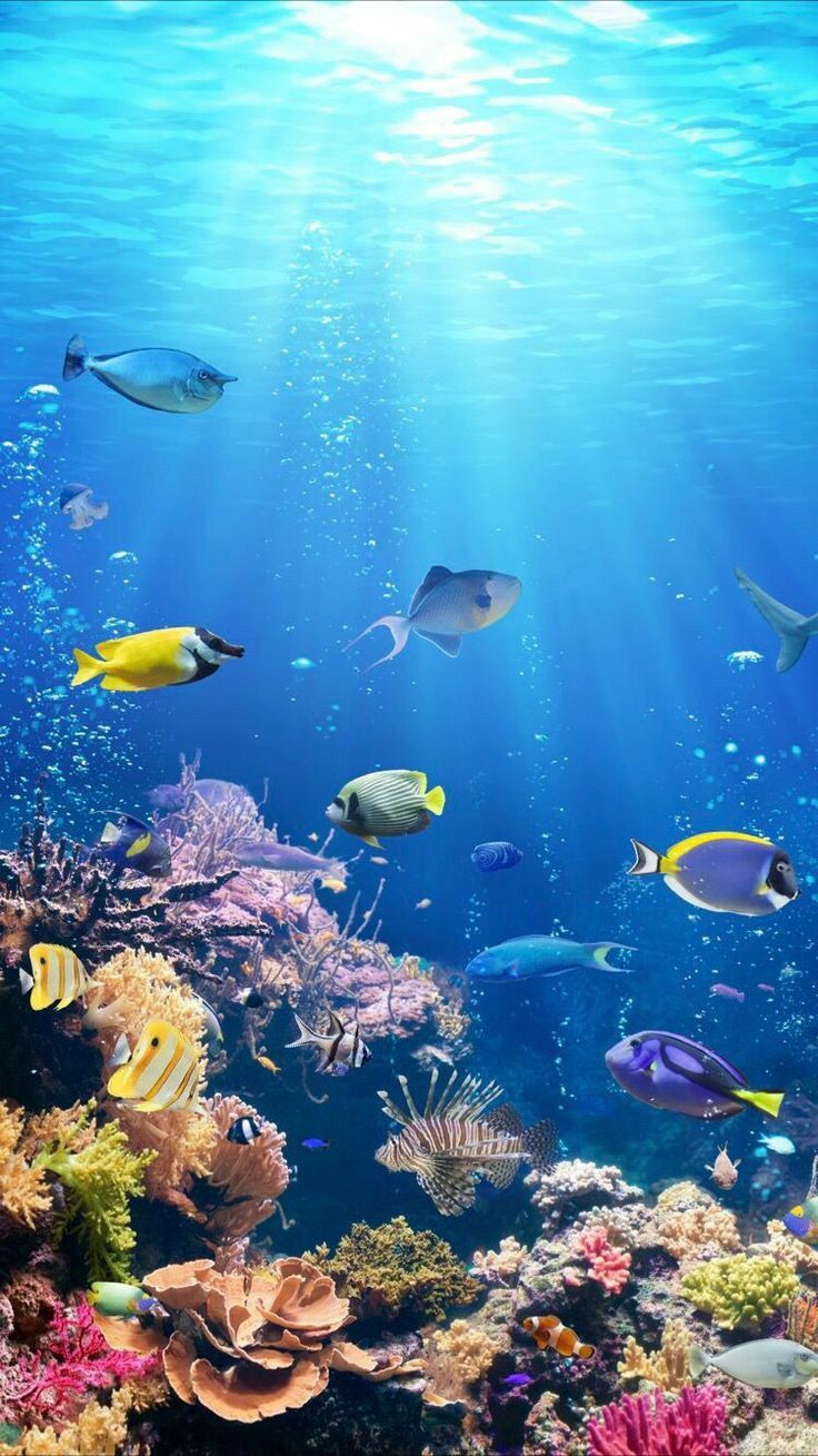 Korallenriff, Sonnenstrahlen, Fische, Unterwasser, HD, Hintergrundbild fürs Handy