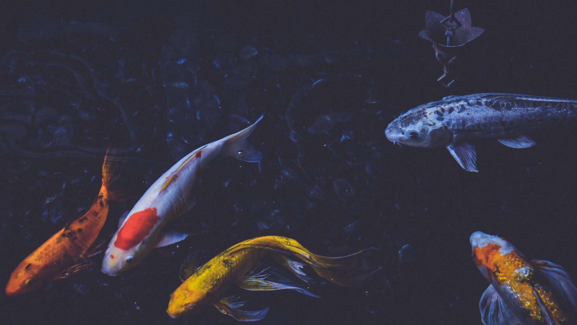 Kois, Fische, Dunkler Hintergrund, Japanische Zierfische, Full HD Wallpaper