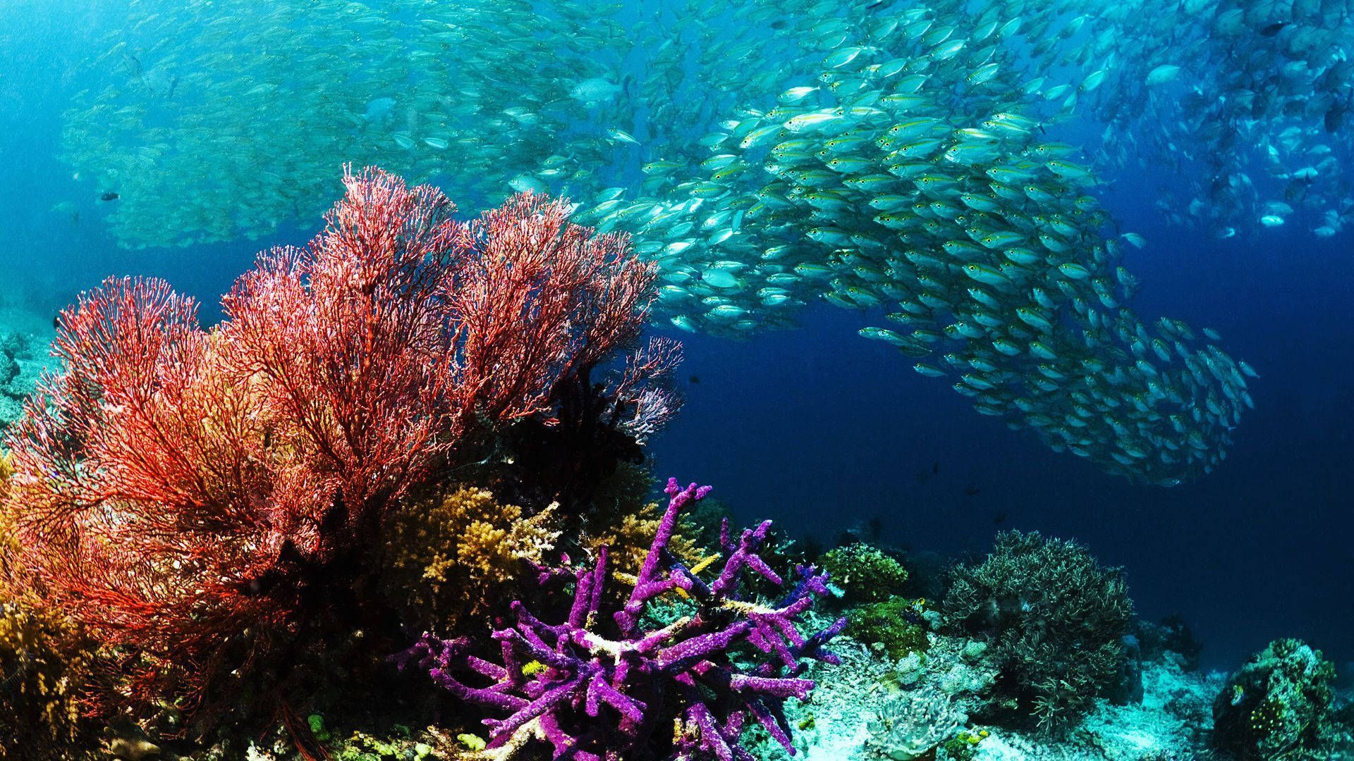 Korallenriff, Fischschwarm, Rote Korallen, Lila Korallen, Full HD, Breitbild-Hintergrundbild