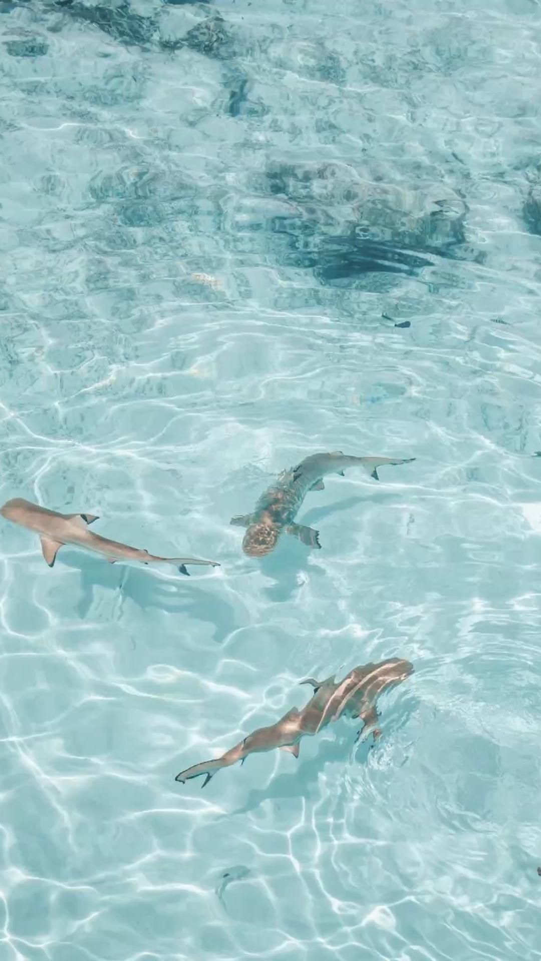 Kleine Fische, Flachwasser, Klares Wasser, Sandgrund, Full HD, Sperrbildschirm fürs iPhone
