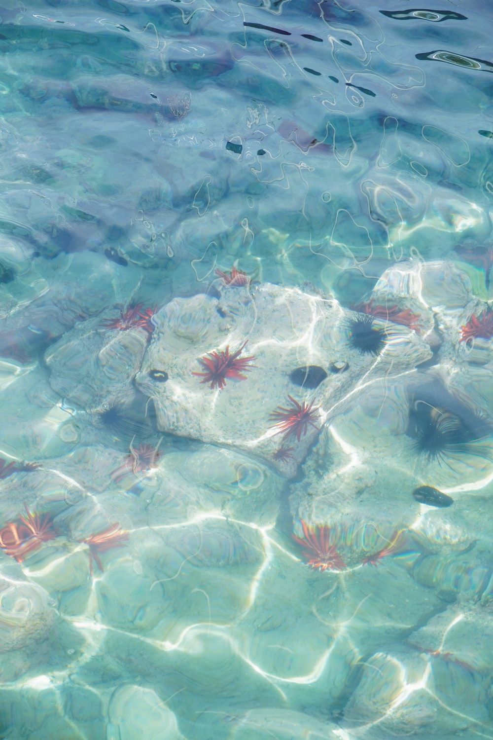 Klares Wasser, Fische, Lichtreflexe, Hell, Hochformat, Hintergrundbild fürs Smartphone