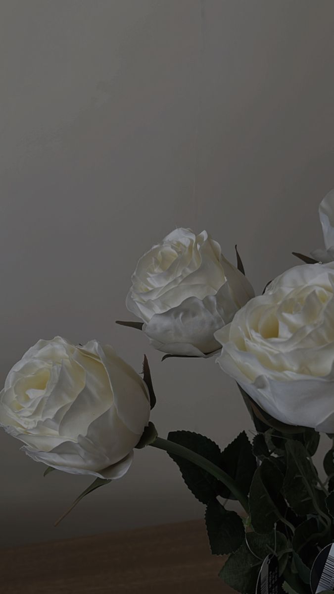 Weiße Rosen, Grauer Hintergrund, Dunkel, Minimalistisch, Blüten, Sperrbildschirm fürs iPhone