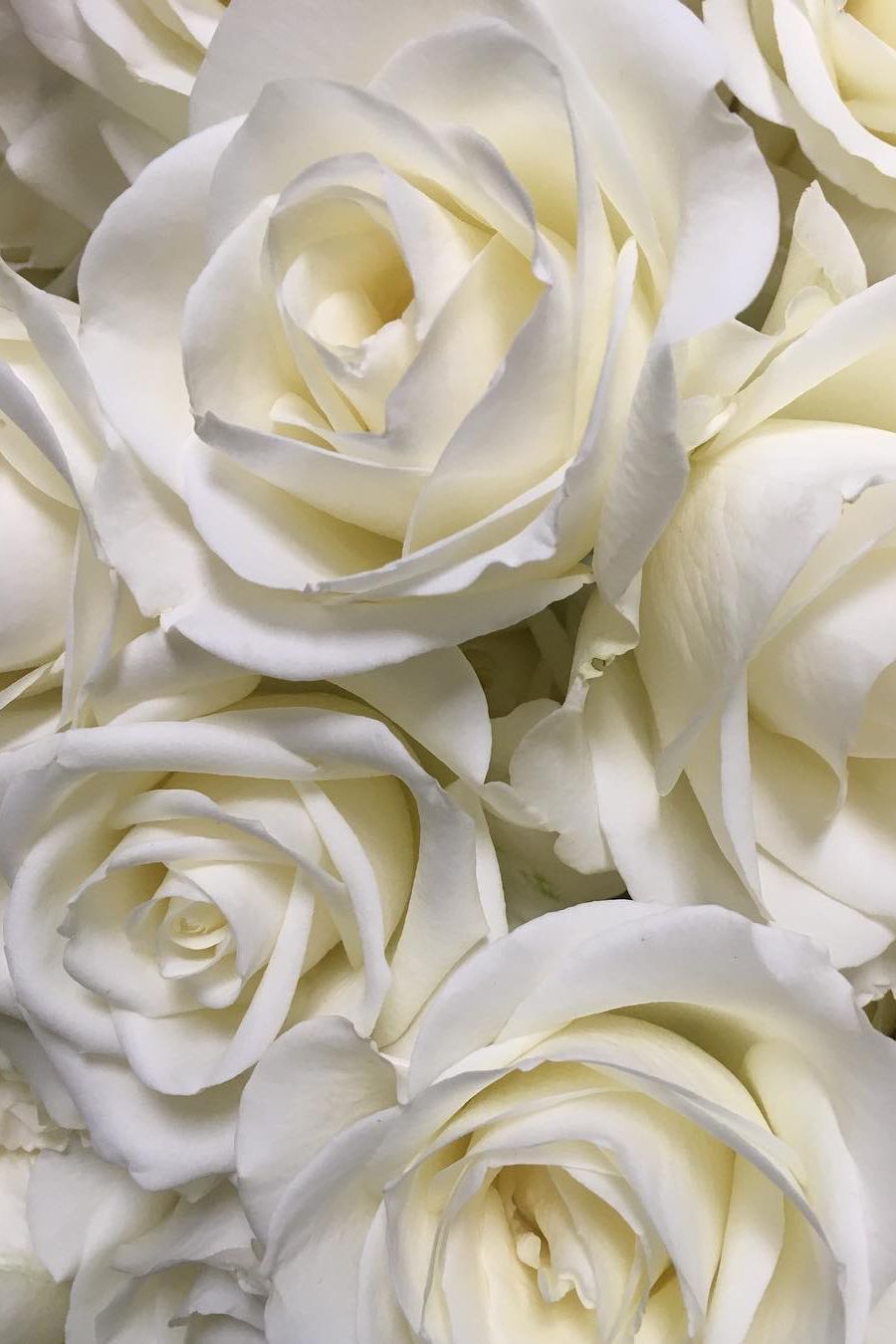 Weiße Rosen, Rosenblüten, Nahaufnahme, Cremeweiß, Blumenmeer, HD, iPhone-Hintergrundbild