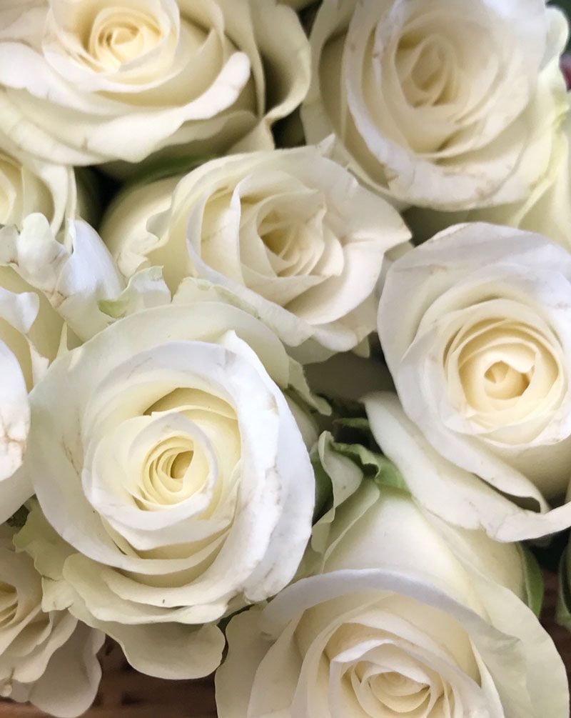 Weiße Rosen, Strauß, Cremeweiß, Nahaufnahme, Blüten, HD, iPad-Hintergrundbild