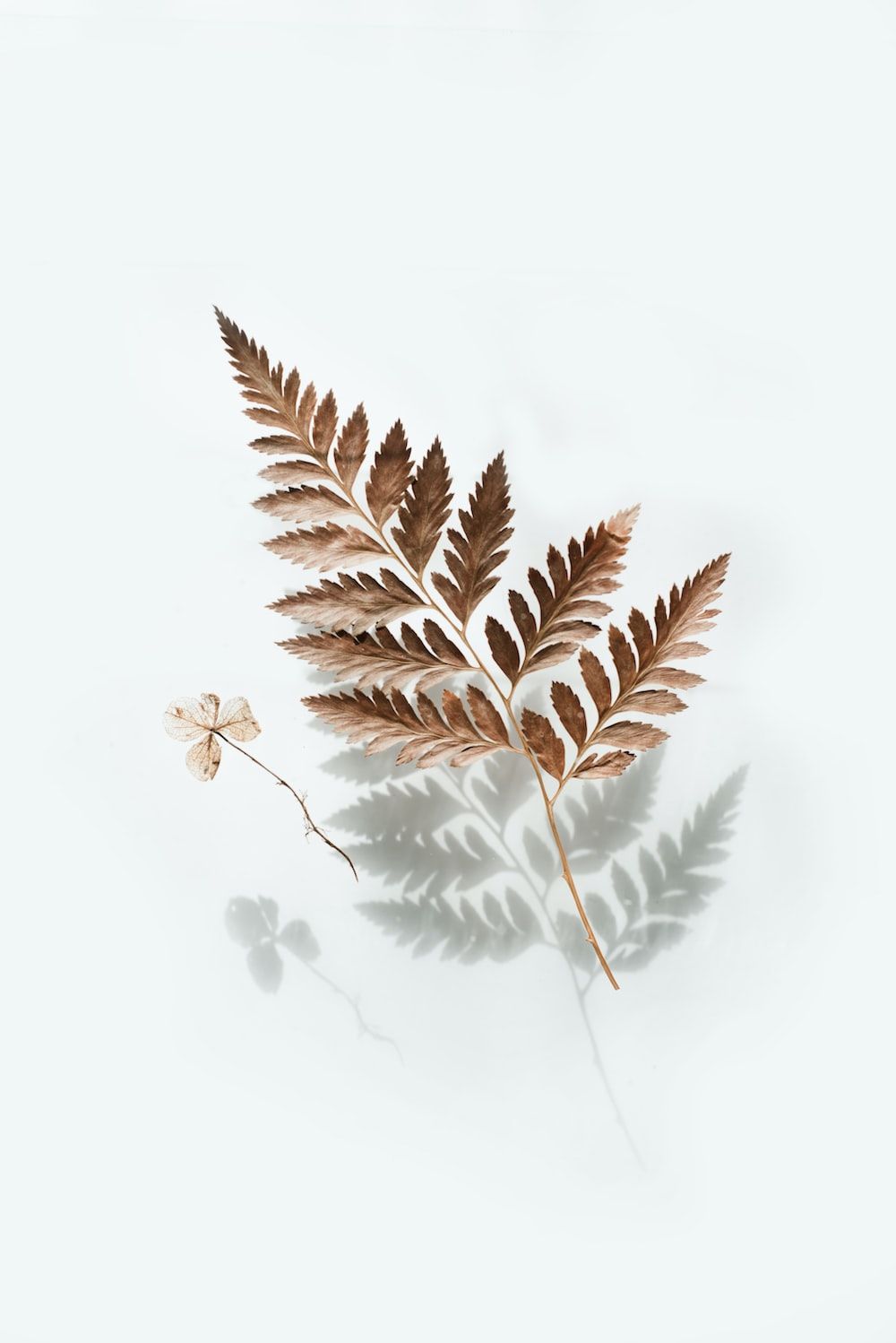 Farnblatt, Getrocknete Pflanze, Weißer Hintergrund, Minimalistisch, Boho, HD Wallpaper
