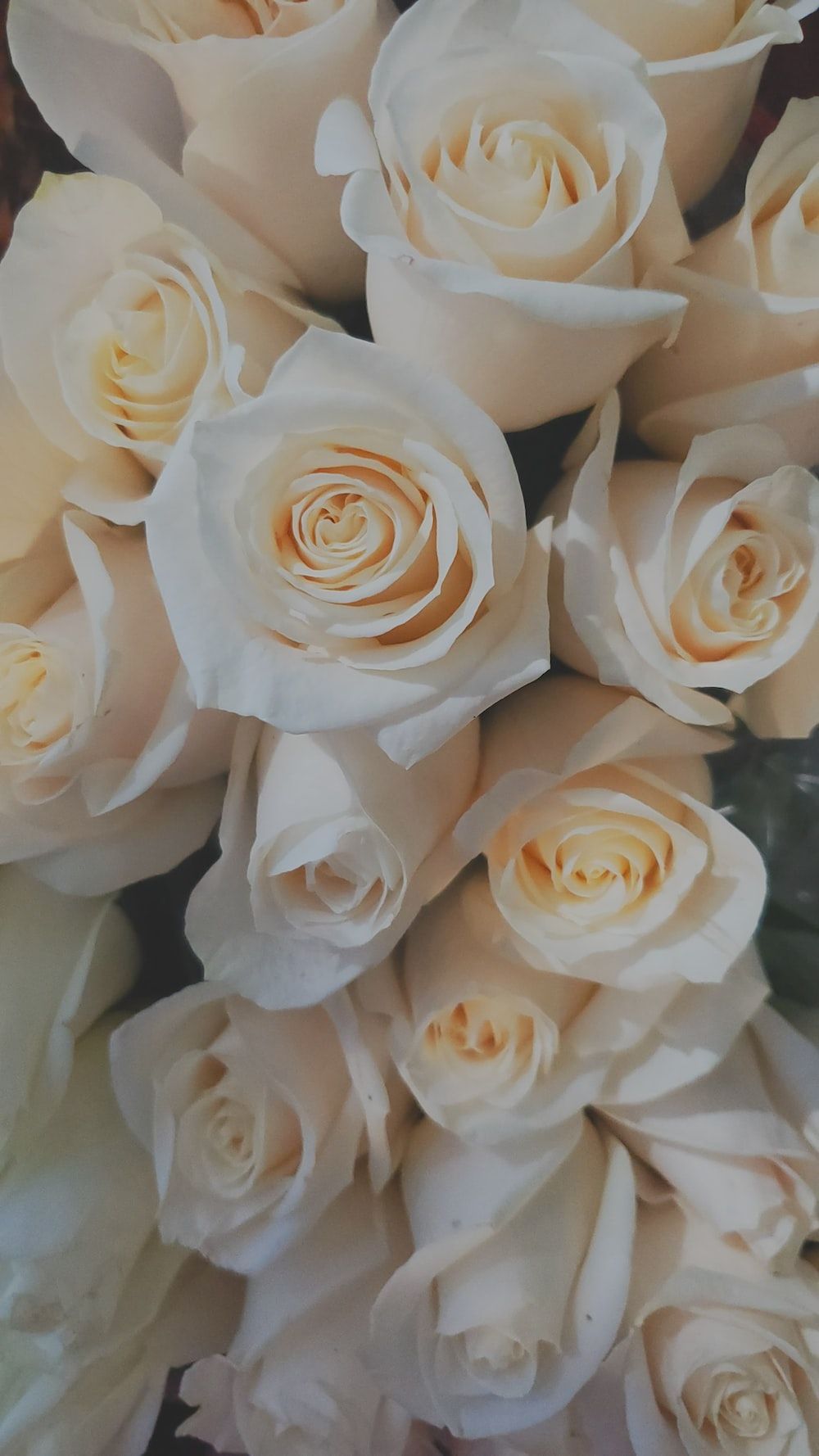 Weiße Rosen, Rosenstrauß, Cremefarben, Blüten, Nahaufnahme, HD, Handy-Hintergrund