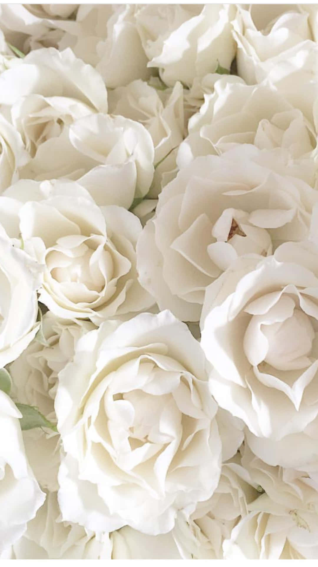 Weiße Rosen, Blumenmeer, Hell, Blüten, Zart, Full HD, Handy-Hintergrund im Hochformat